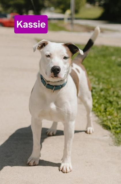 Enlarge Kassie, a Adoptable mixed breed in Clinton, MO image 1/1