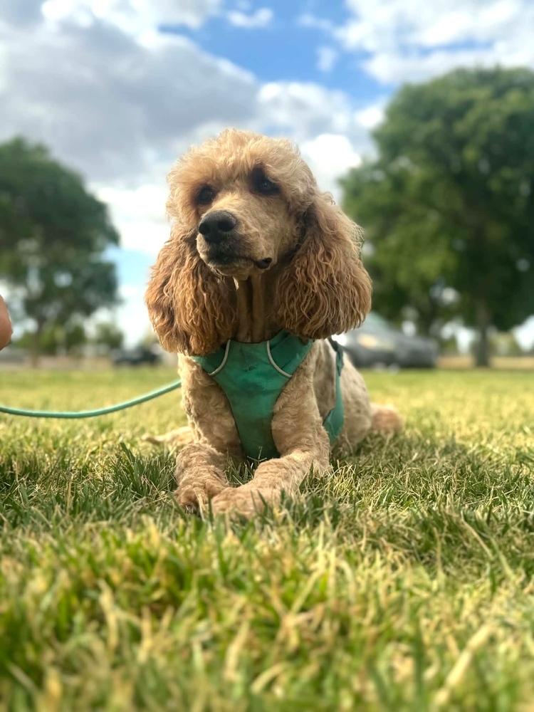 Daphne, Adoptable, Adult Female Poodle.