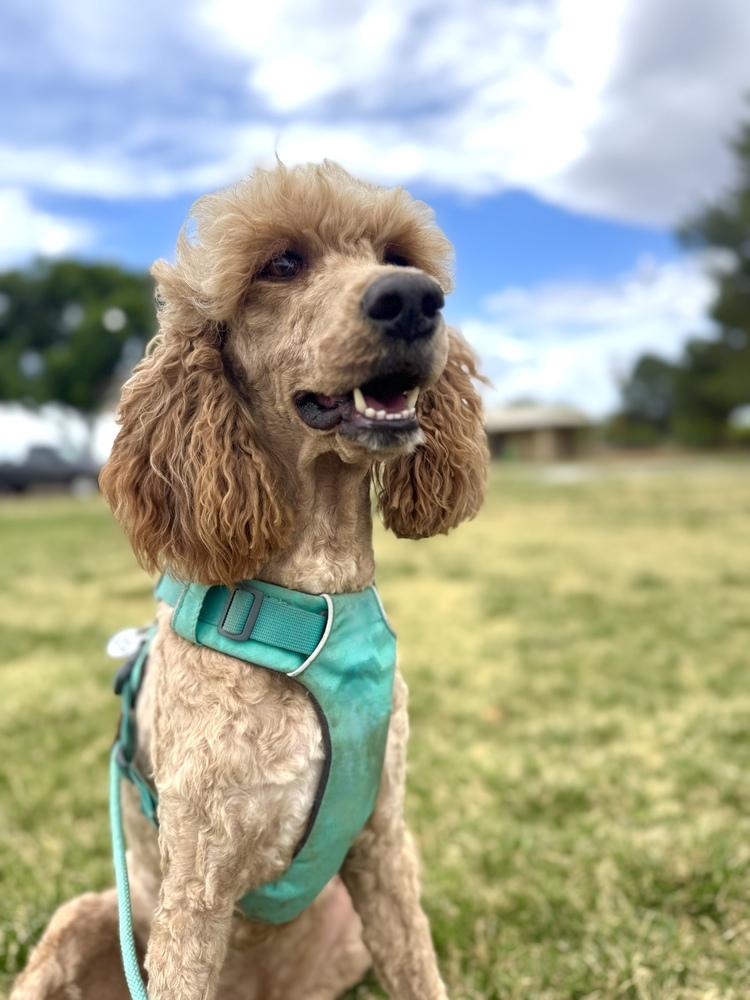 Enlarge Daphne, a Adoptable Poodle in Tucson, AZ image 2/3