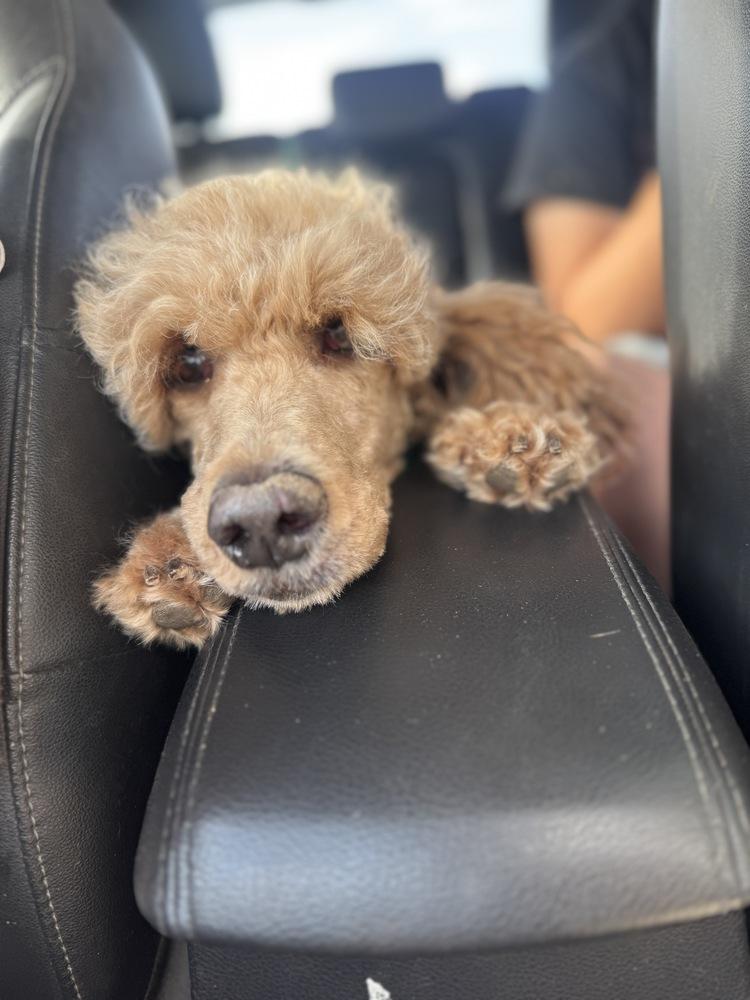 Enlarge Daphne, a Adoptable Poodle in Tucson, AZ image 3/3