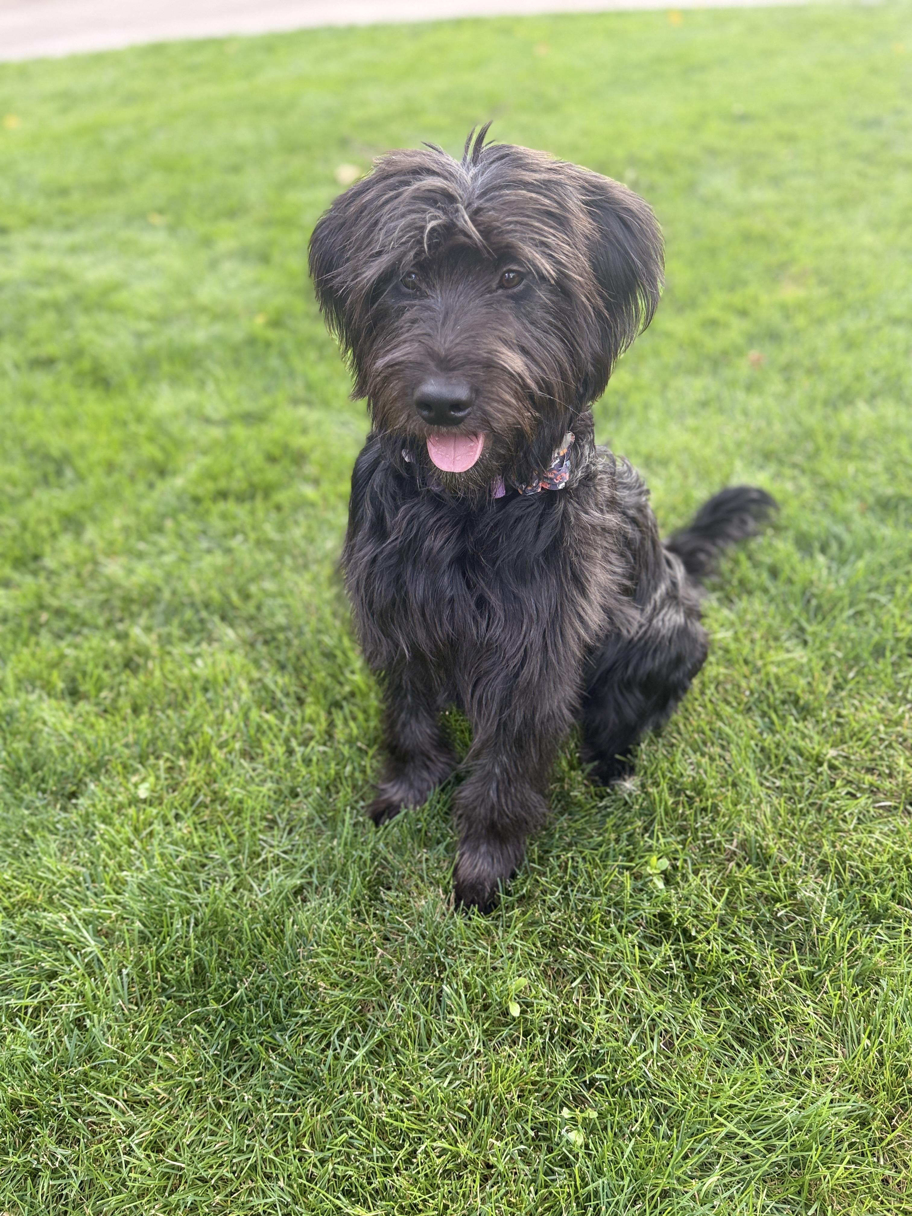 Enlarge Happy, a Adopted mixed breed in Fort Collins, CO image 4/5