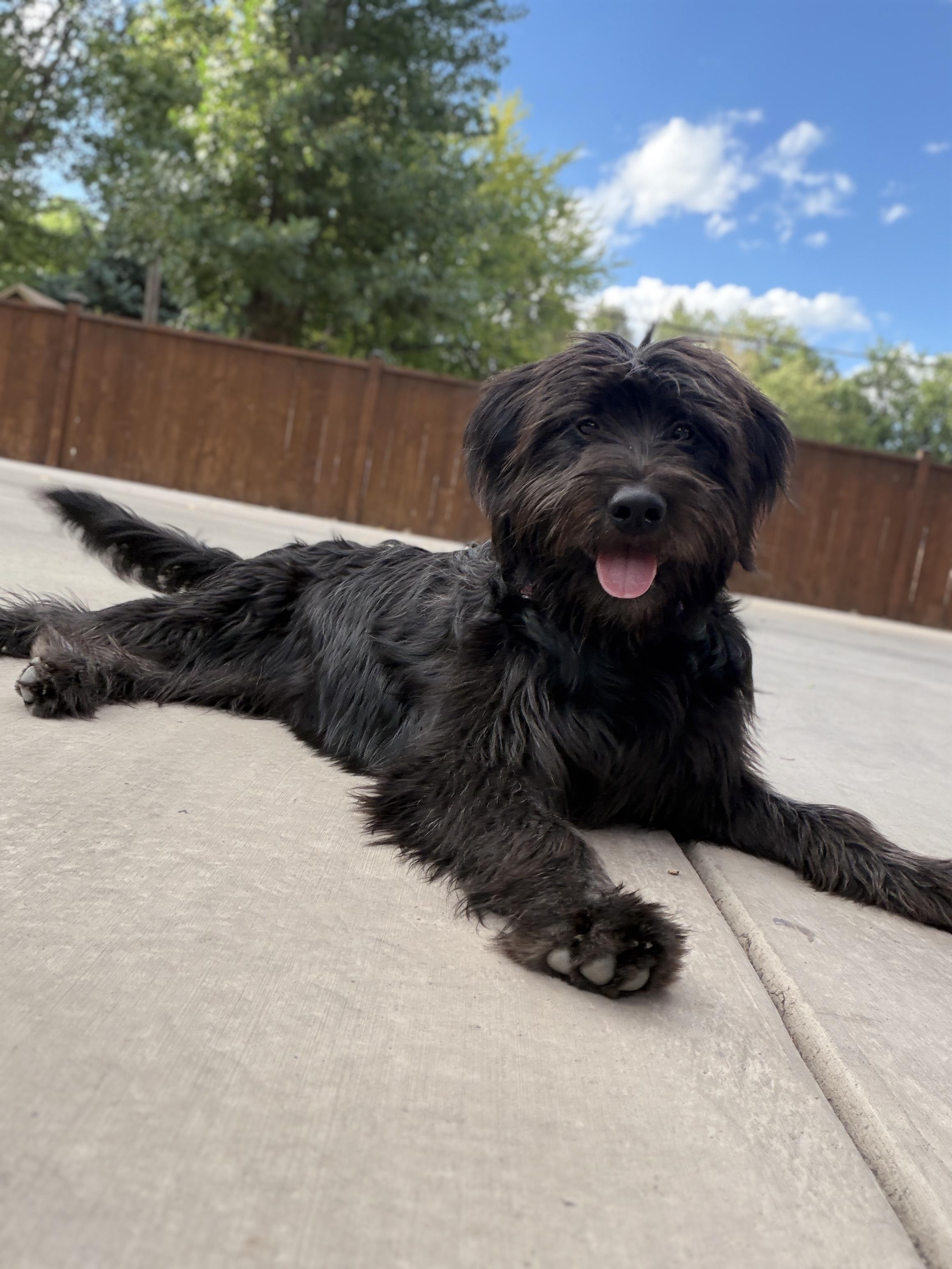 Enlarge Happy, a Adopted mixed breed in Fort Collins, CO image 2/5