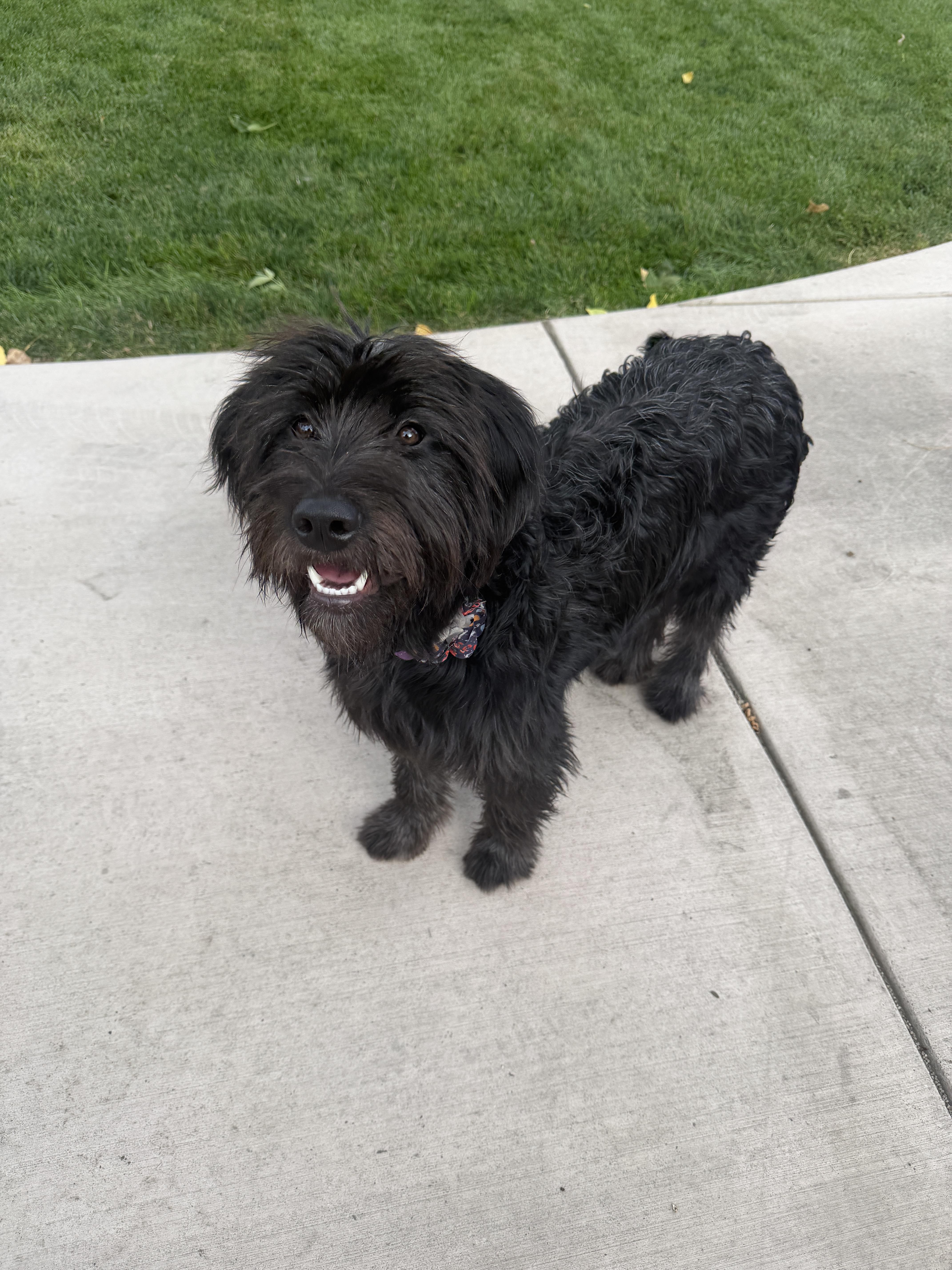 Enlarge Happy, a Adopted mixed breed in Fort Collins, CO image 5/5