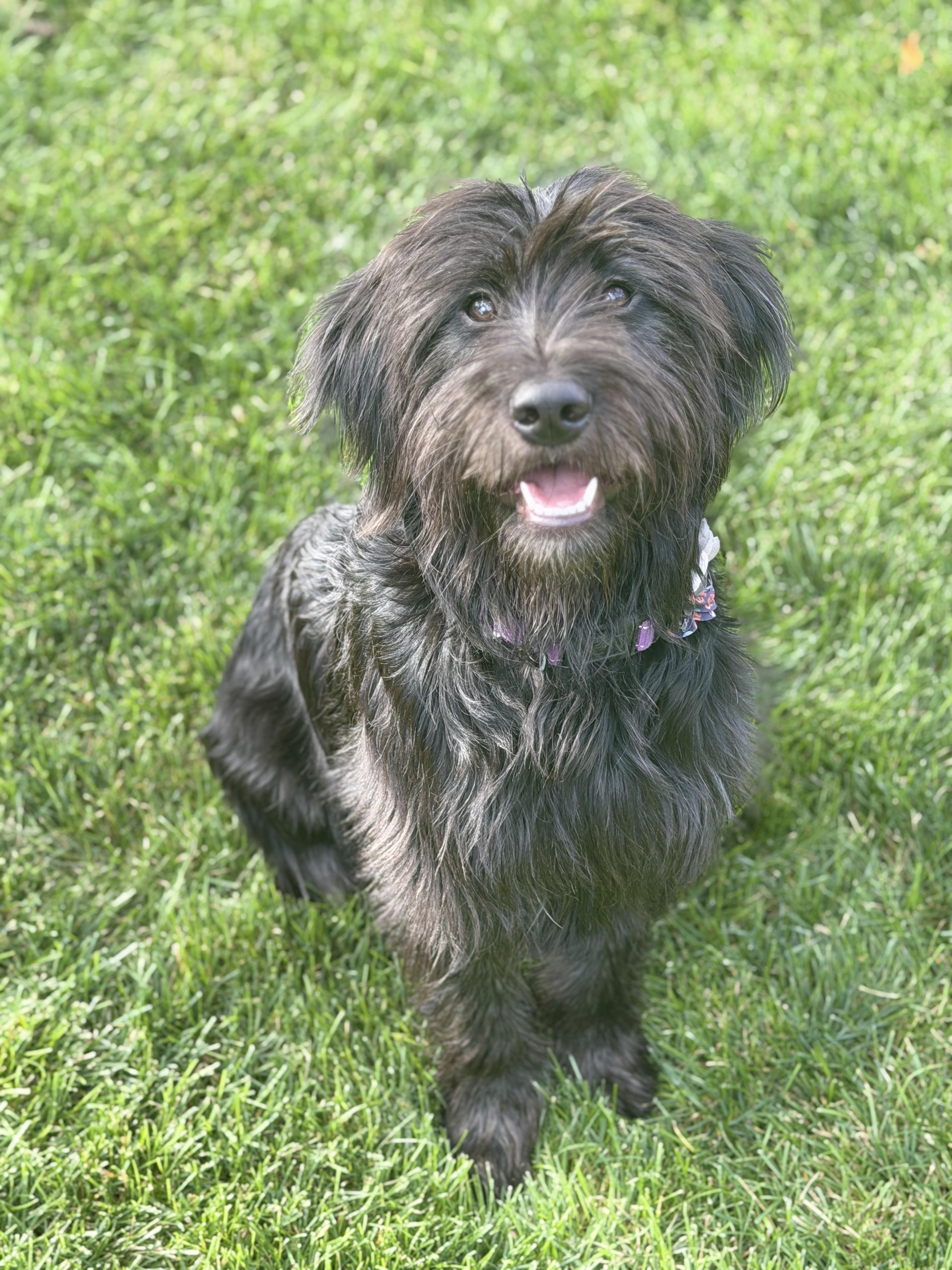 Enlarge Happy, a Adopted mixed breed in Fort Collins, CO image 3/5