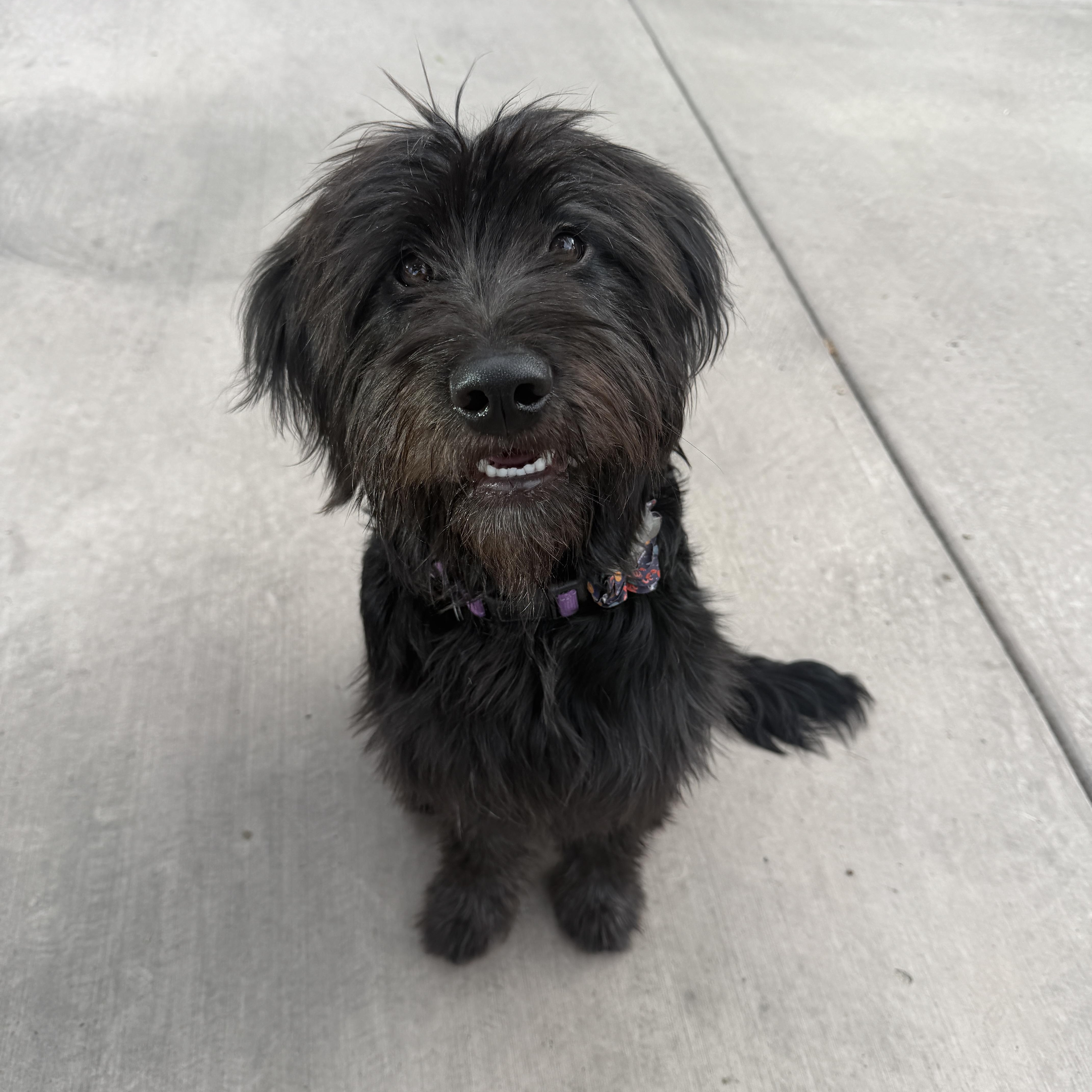 Happy, Adopted, Young Female Standard Poodle & Wheaten Terrier.