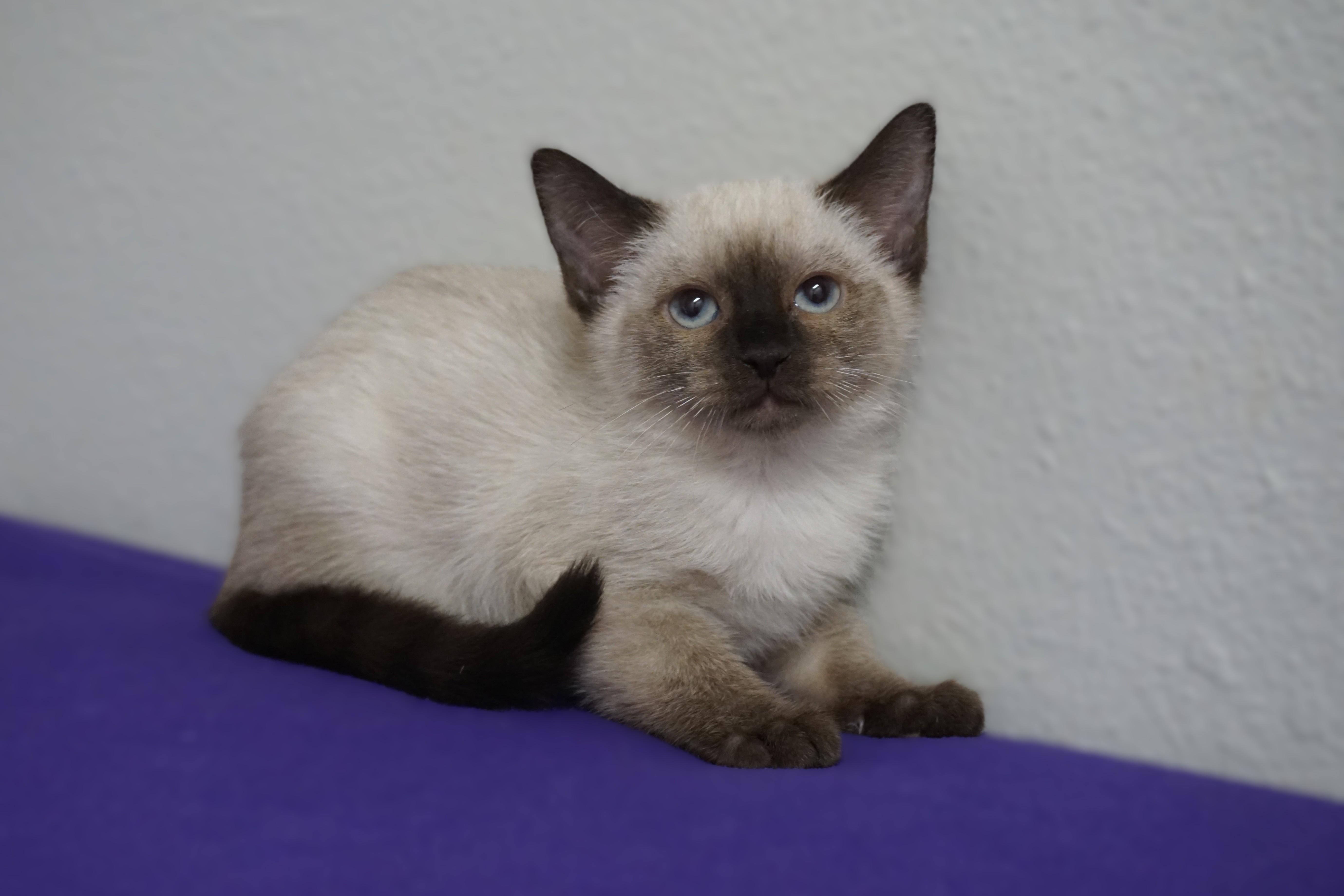 Enlarge Lapis Lazuli, an adopted Siamese in Fountain Hills, AZ image 4/4