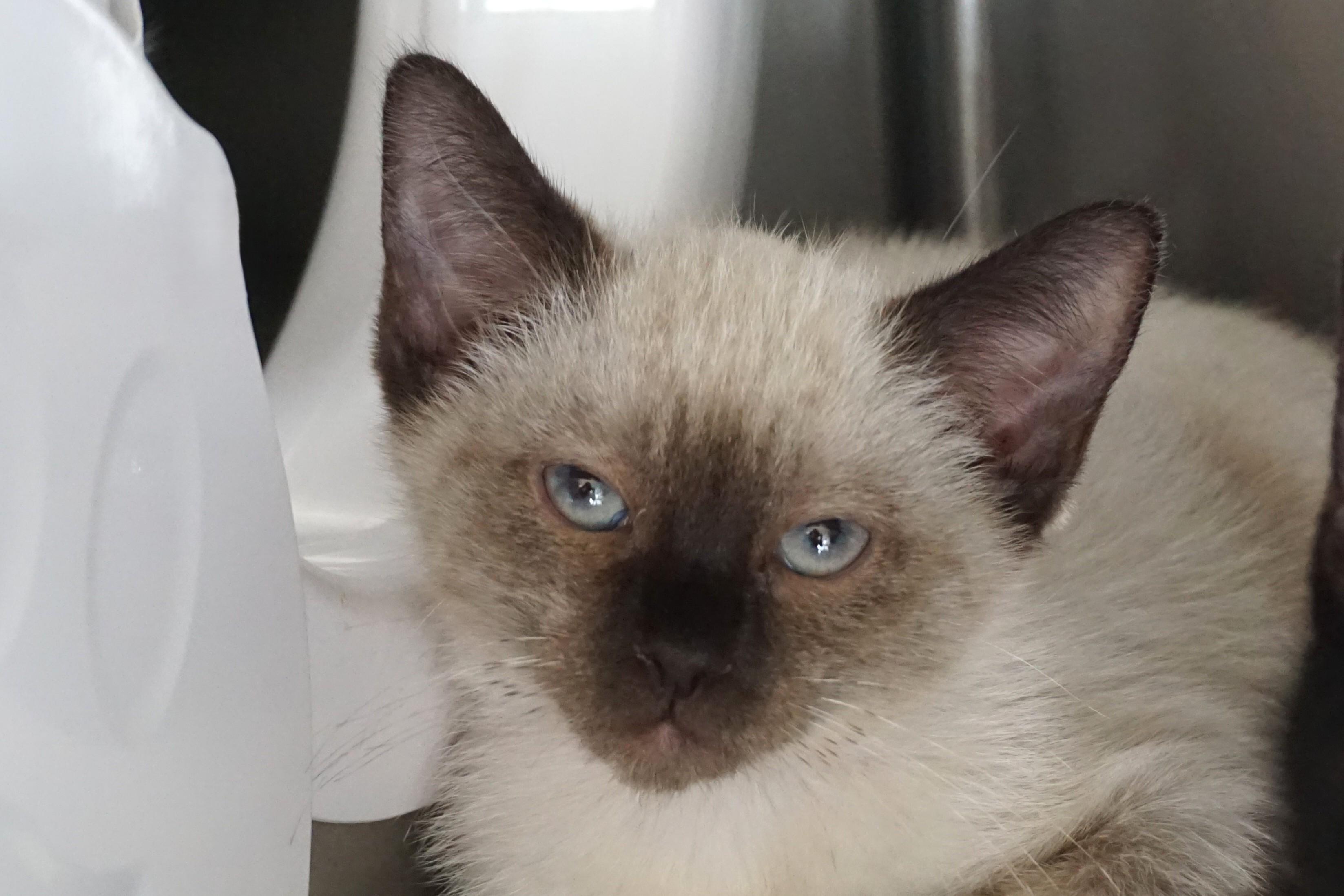 Enlarge Lapis Lazuli, an adopted Siamese in Fountain Hills, AZ image 2/4