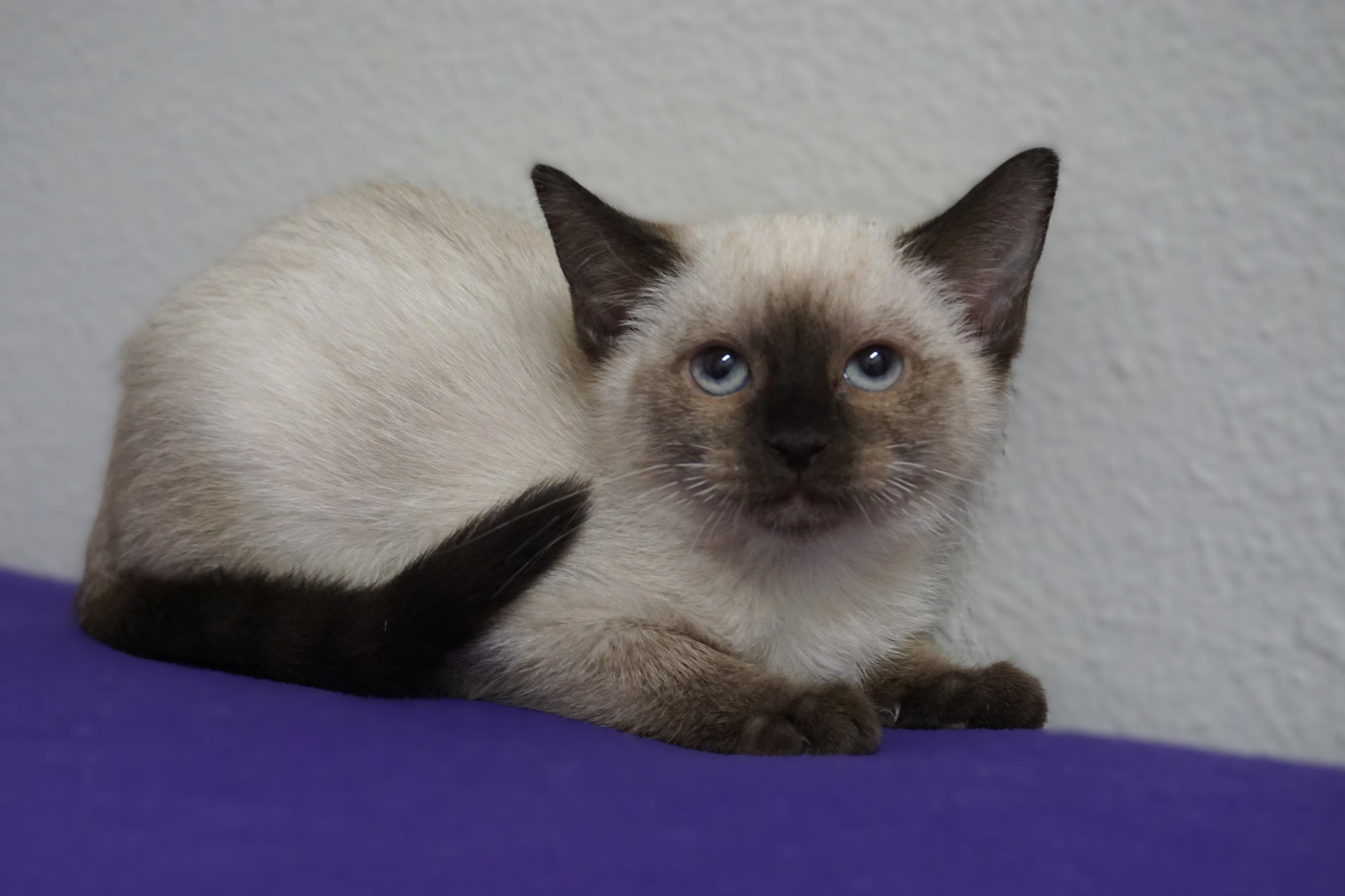 Enlarge Lapis Lazuli, an adopted Siamese in Fountain Hills, AZ image 1/4