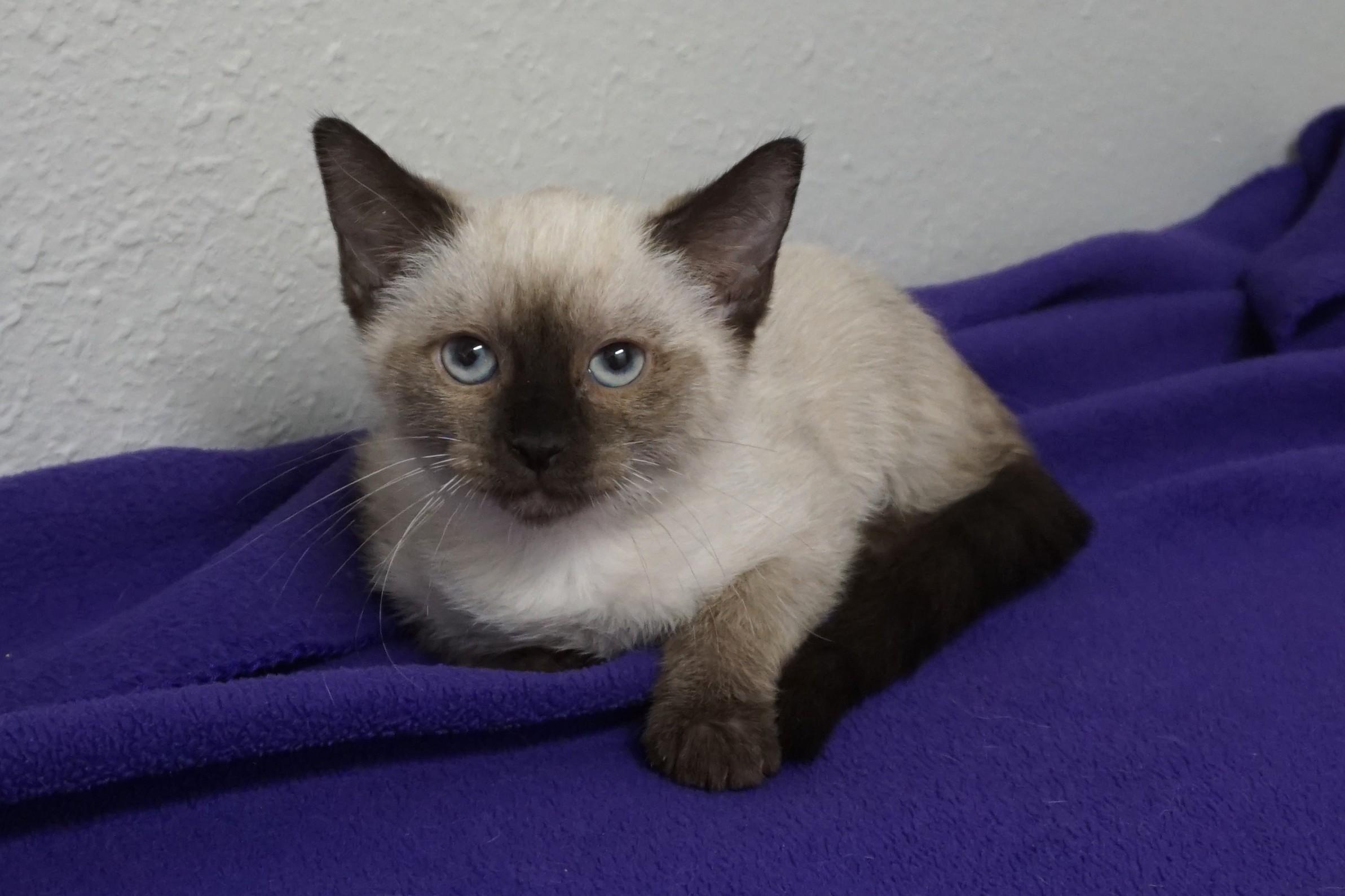 Enlarge Lapis Lazuli, an adopted Siamese in Fountain Hills, AZ image 3/4