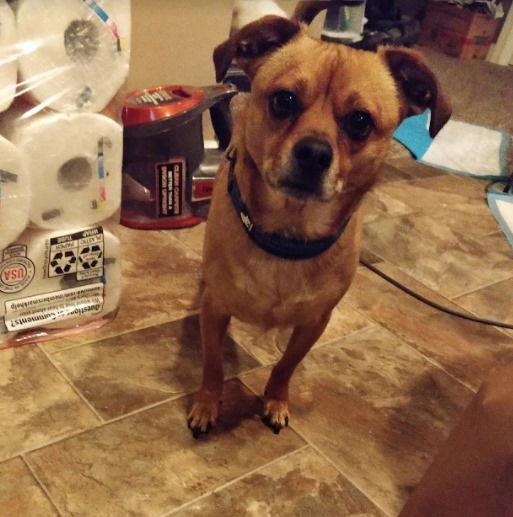 Louie of Greenville, Adopted, Young Male Chihuahua & Beagle.