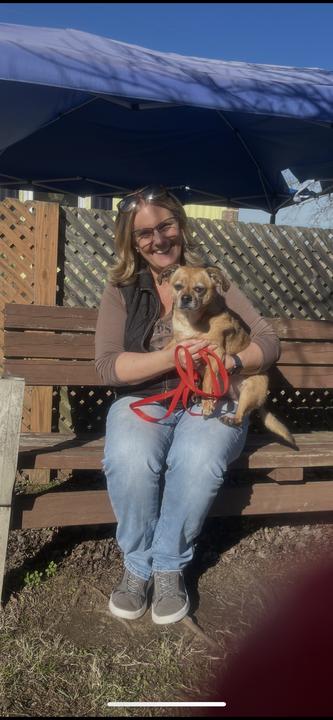 Enlarge Louie of Greenville, a Adopted mixed breed in Pacolet, SC image 2/3