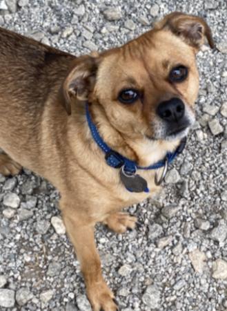 Enlarge Louie of Greenville, a Adopted mixed breed in Pacolet, SC image 3/3