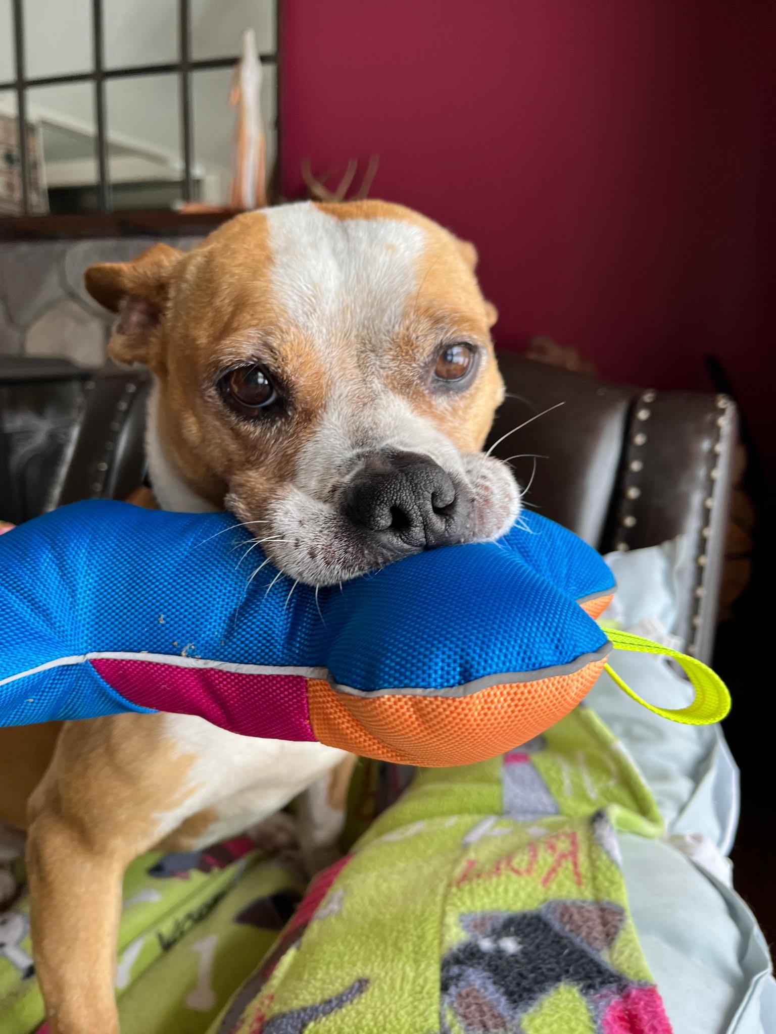 Piper, adopted, Adult Female Mixed Breed.