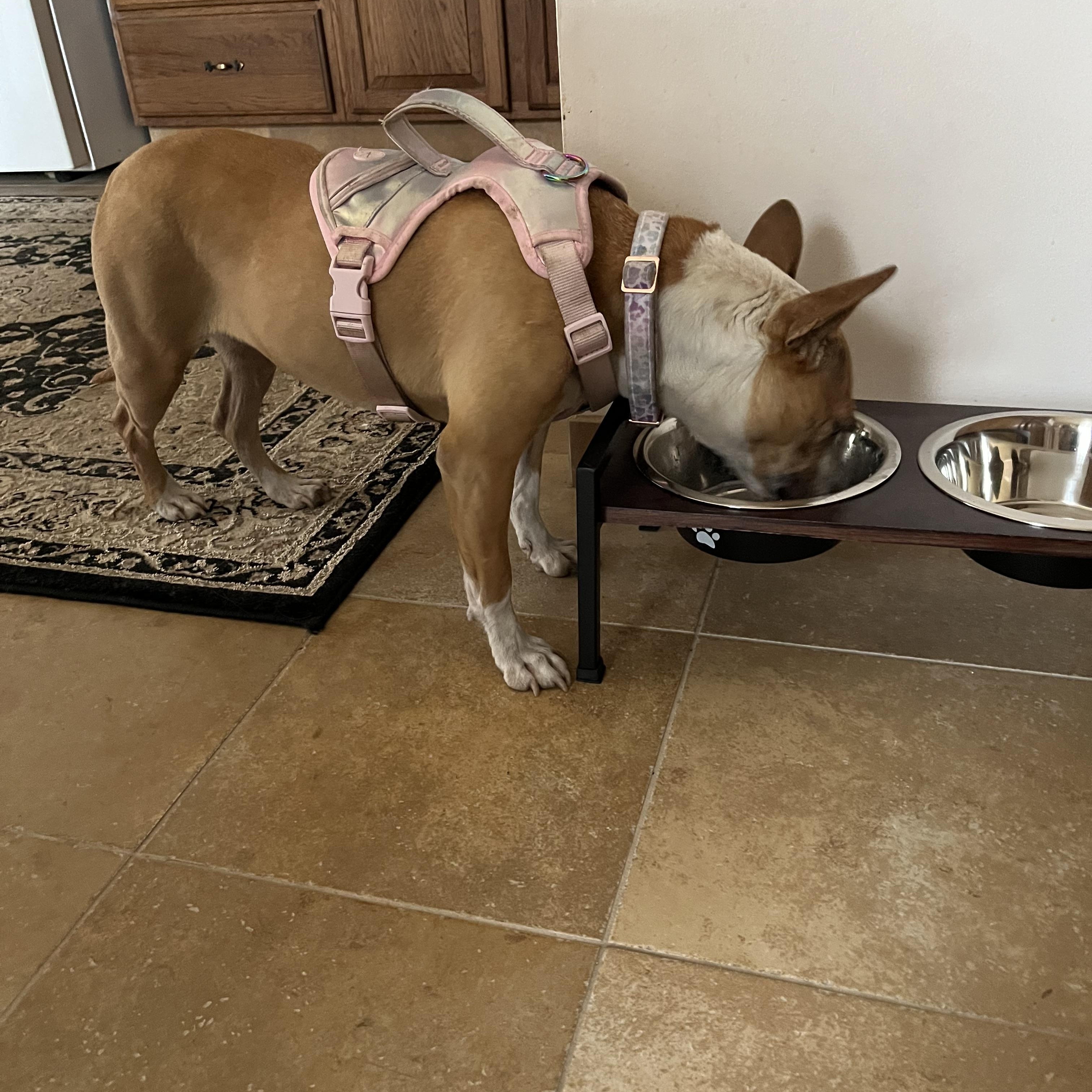Enlarge Piper, an adopted mixed breed in Putnam, CT image 4/6