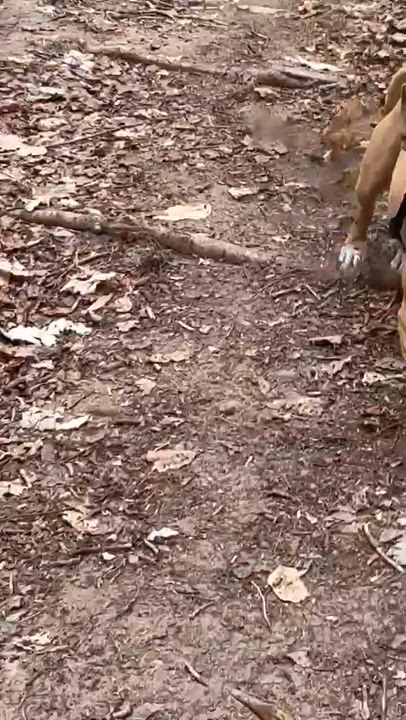 Enlarge Piper, an adopted mixed breed in Putnam, CT video 5/6