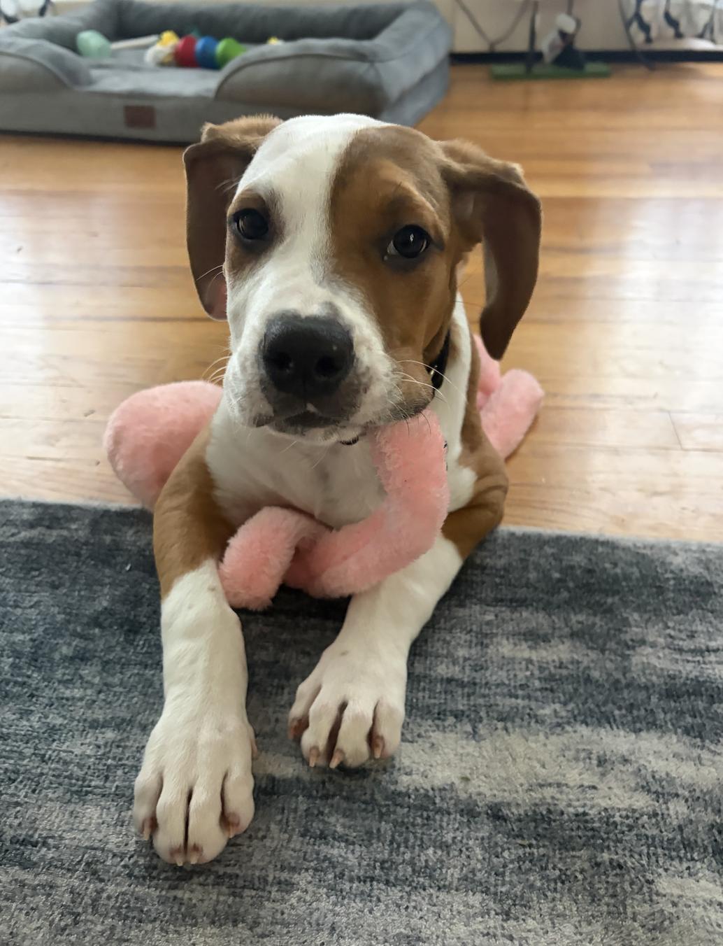 Enlarge Connor, a ADOPTABLE mixed breed in Mahwah, NJ image 2/4