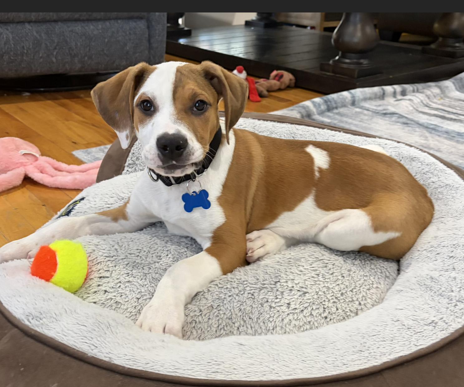 Connor, ADOPTABLE, Puppy Male Boxer & Hound.