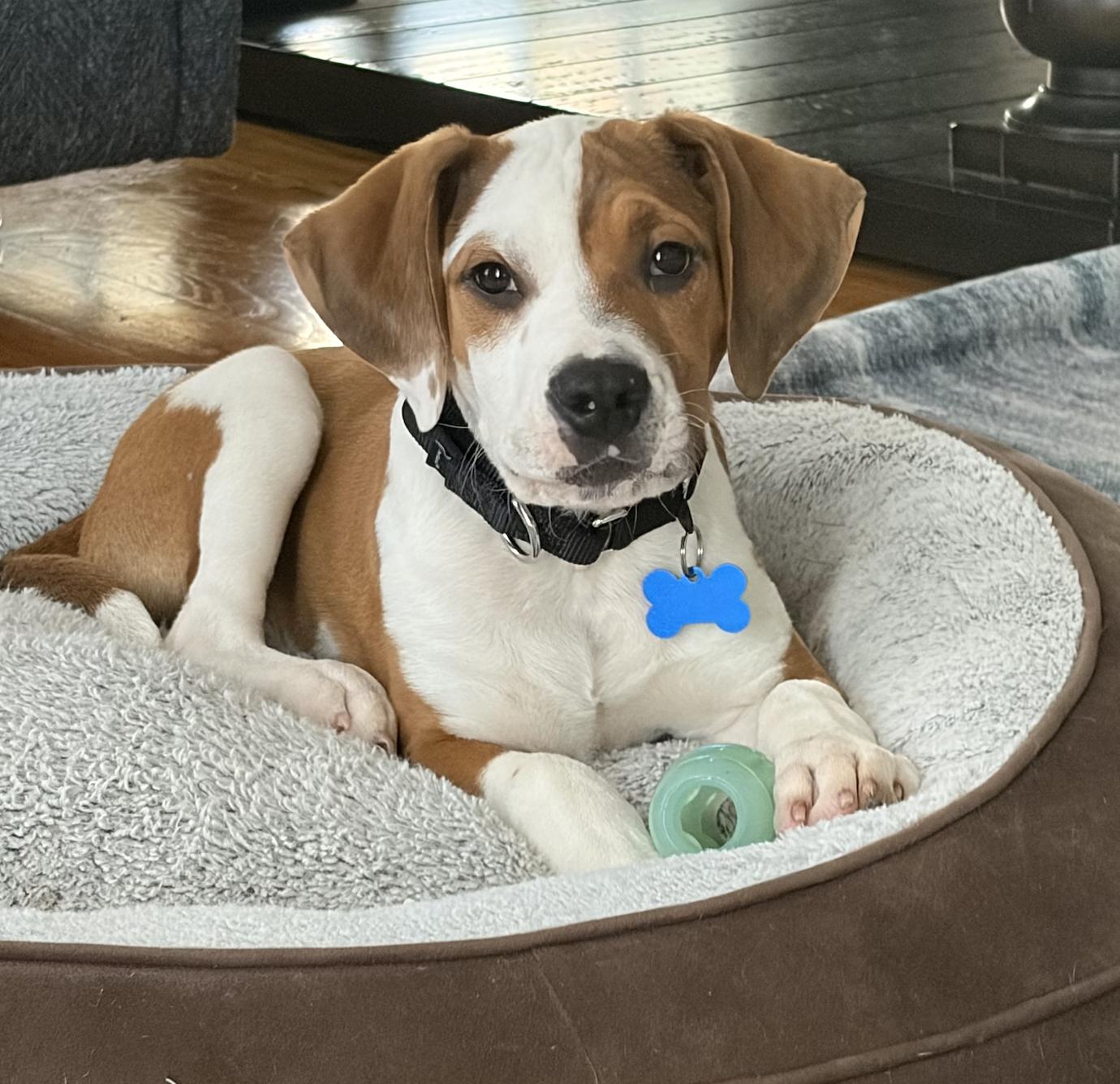 Enlarge Connor, a ADOPTABLE mixed breed in Mahwah, NJ image 3/4