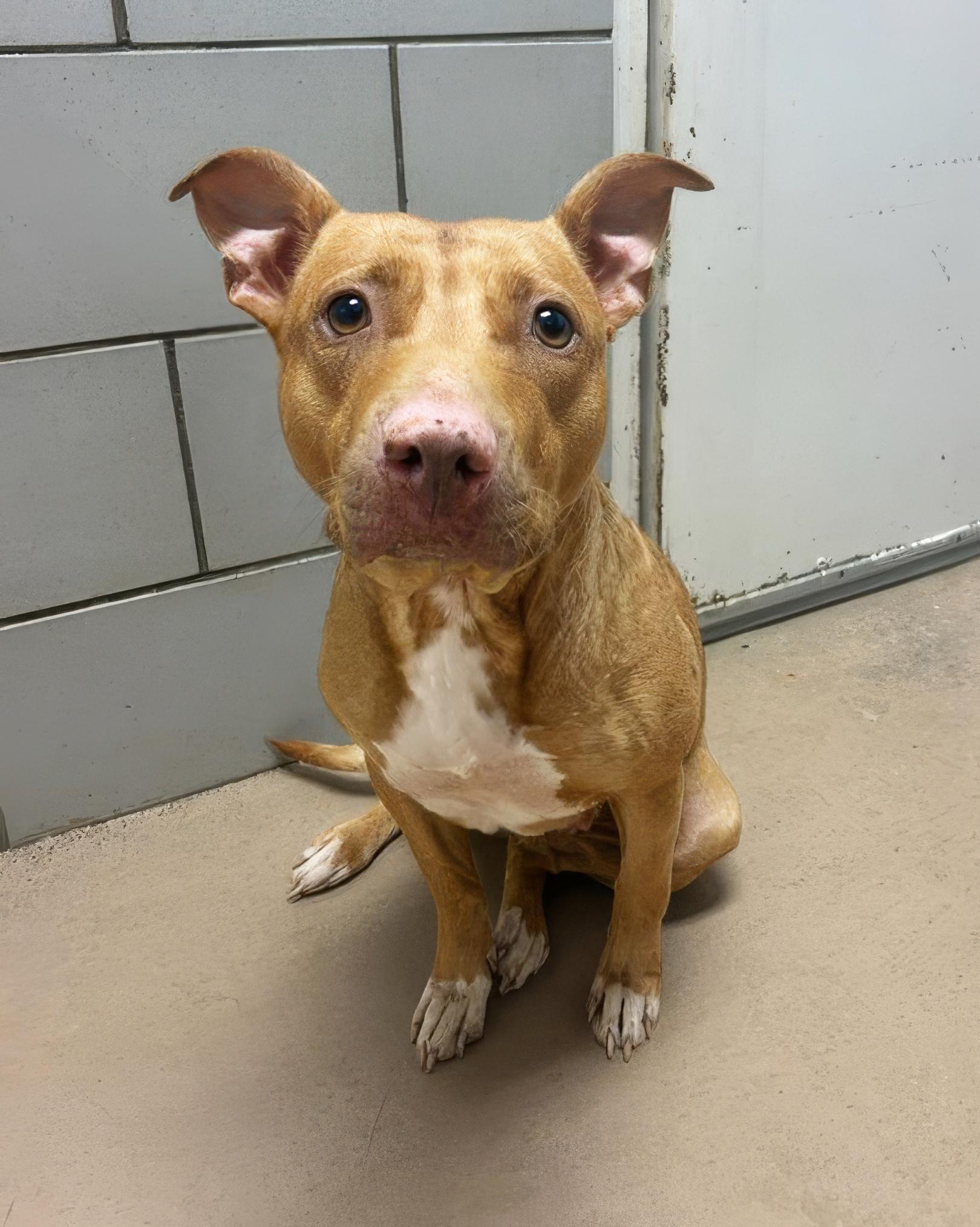 Enlarge Coco, a ADOPTABLE Mixed Breed in Nashville, TN image 2/2