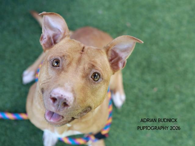 Coco, ADOPTABLE, Adult Female Mixed Breed.