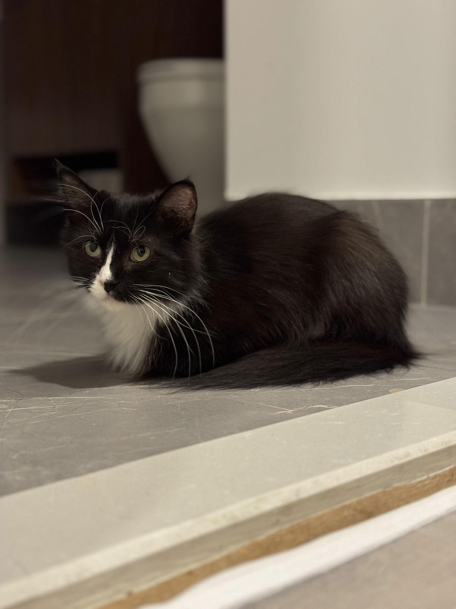 Enlarge Alisa, a Adoptable Domestic Medium Hair in Brooklyn, NY image 1/3