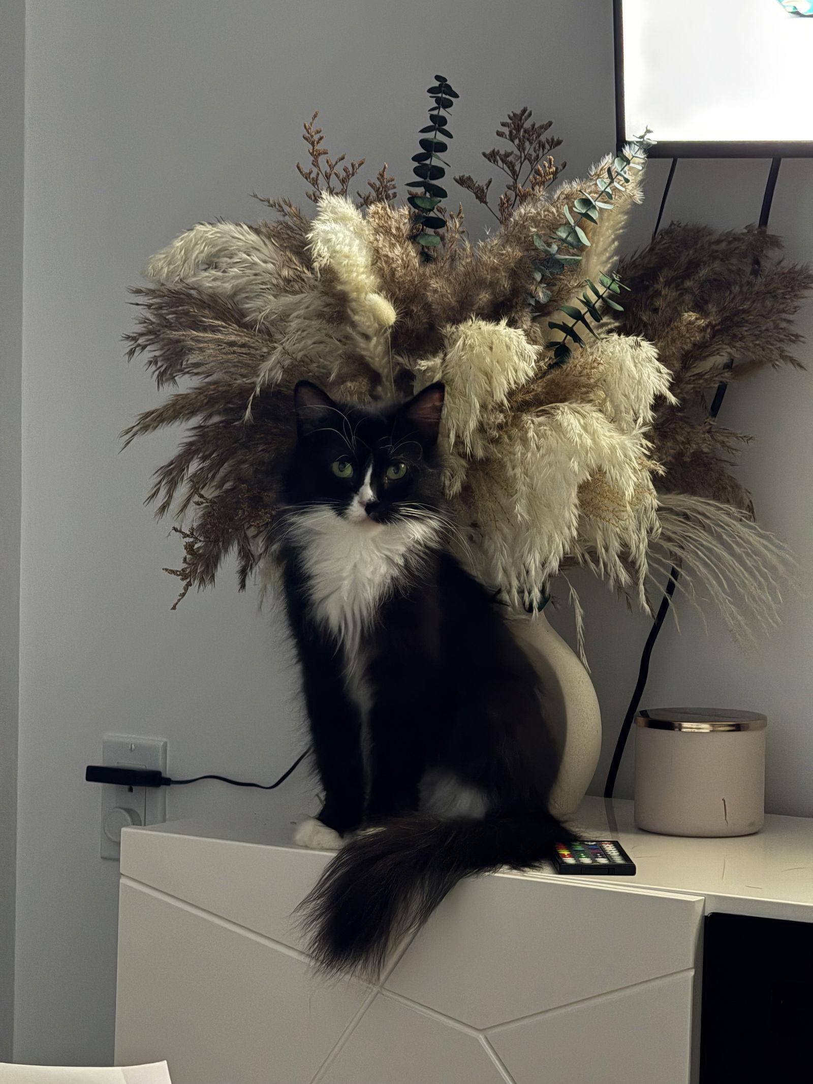 Enlarge Alisa, a Adoptable Domestic Medium Hair in Brooklyn, NY image 2/3