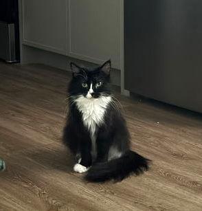 Enlarge Alisa, a Adoptable Domestic Medium Hair in Brooklyn, NY image 3/3