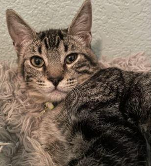 Gale, Adoptable, Kitten Male Tabby.