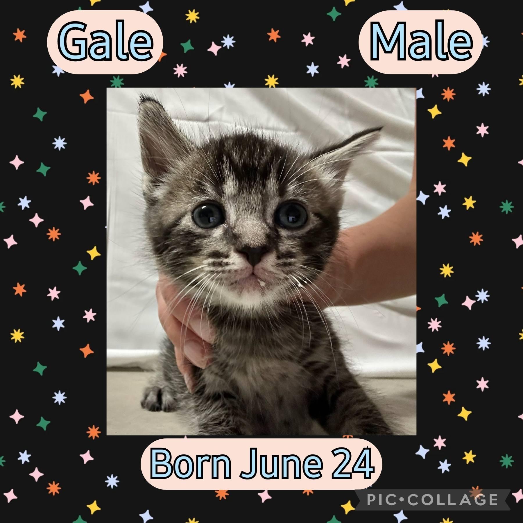 Enlarge Gale, a Adoptable Tabby in Salida, CA image 2/2