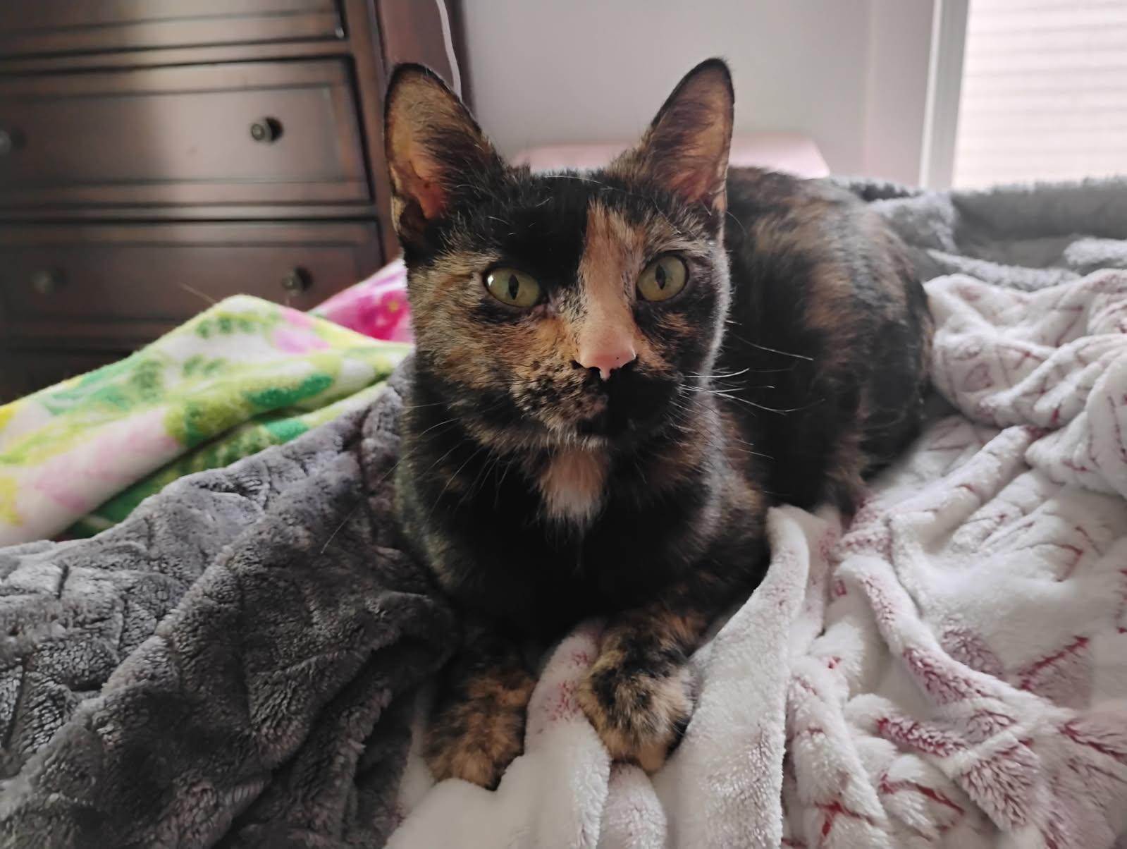 Enlarge Stella, a Adoptable Domestic Short Hair in Fort Collins, CO image 2/3