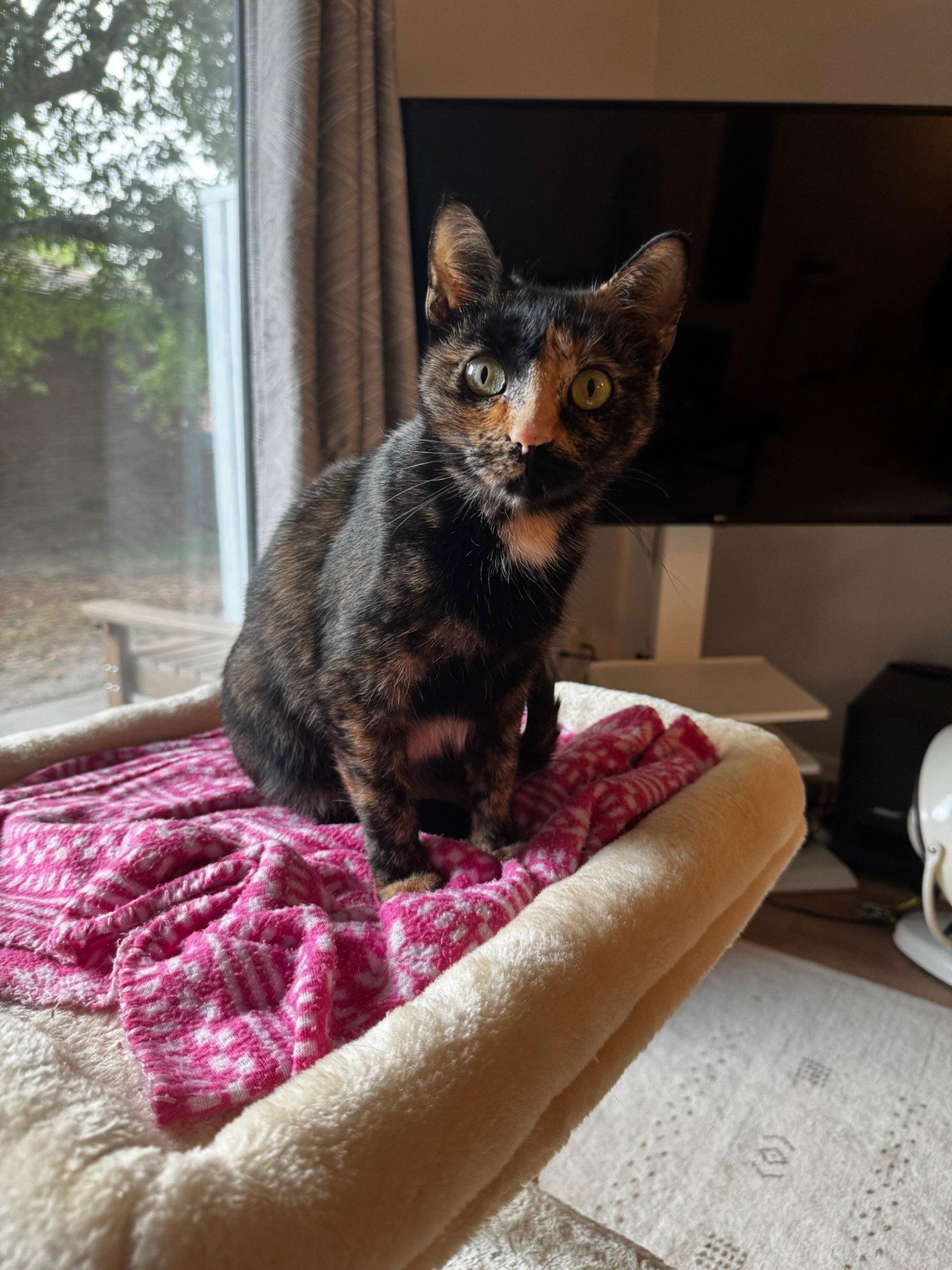 Enlarge Stella, a Adoptable Domestic Short Hair in Fort Collins, CO image 3/3