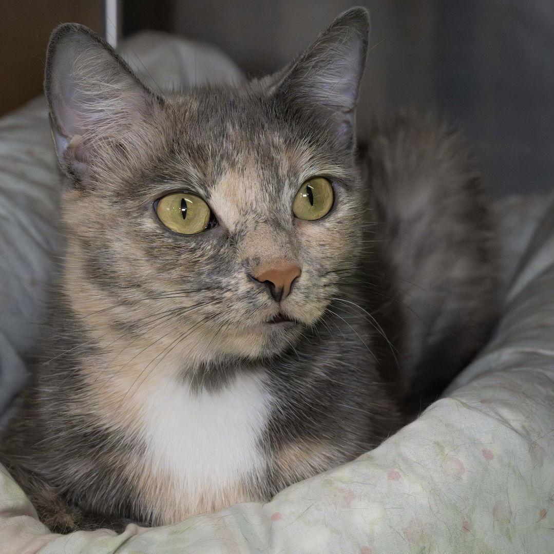 Malibu, Adoptable, Young Female Domestic Short Hair.