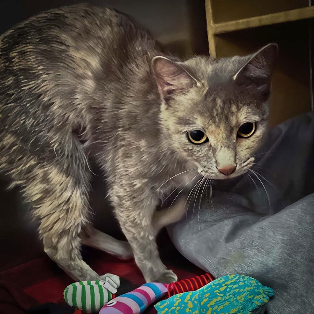 Enlarge Malibu, a Adoptable Domestic Short Hair in Wilmington, NC image 2/2