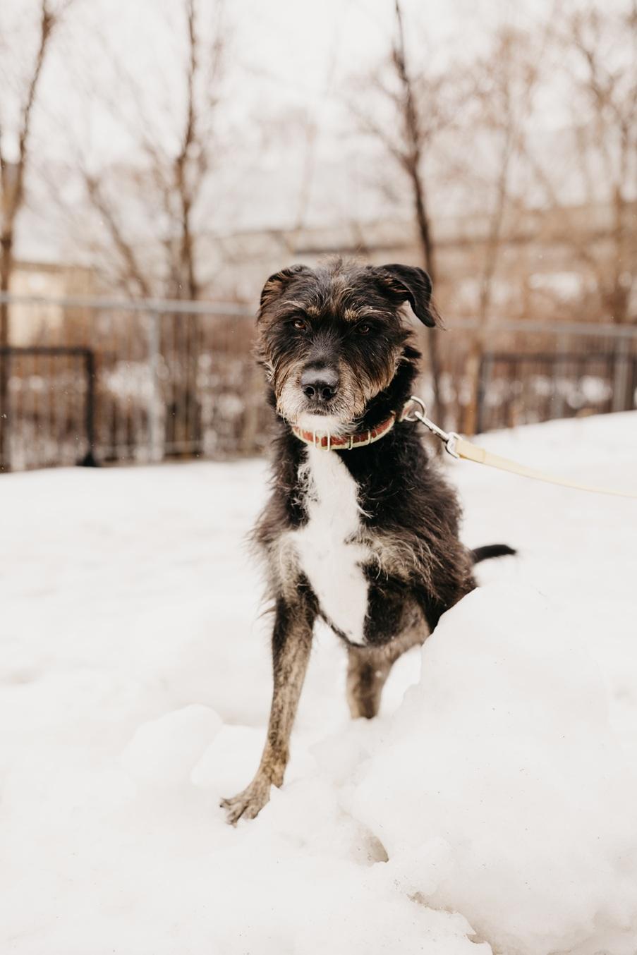 Kika, Adoptable, Adult Female Terrier.