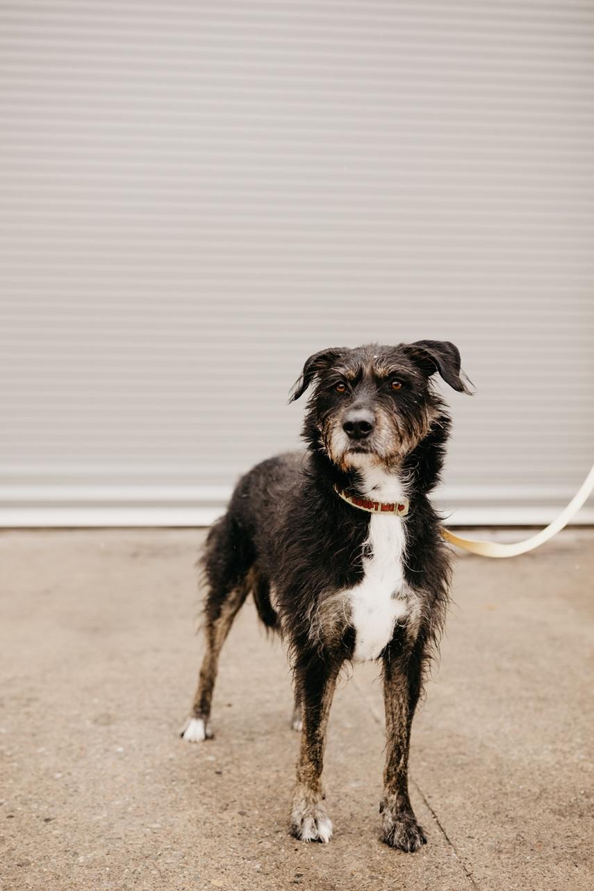 Enlarge Kika, a Adoptable mixed breed in Mississauga, ON image 5/6