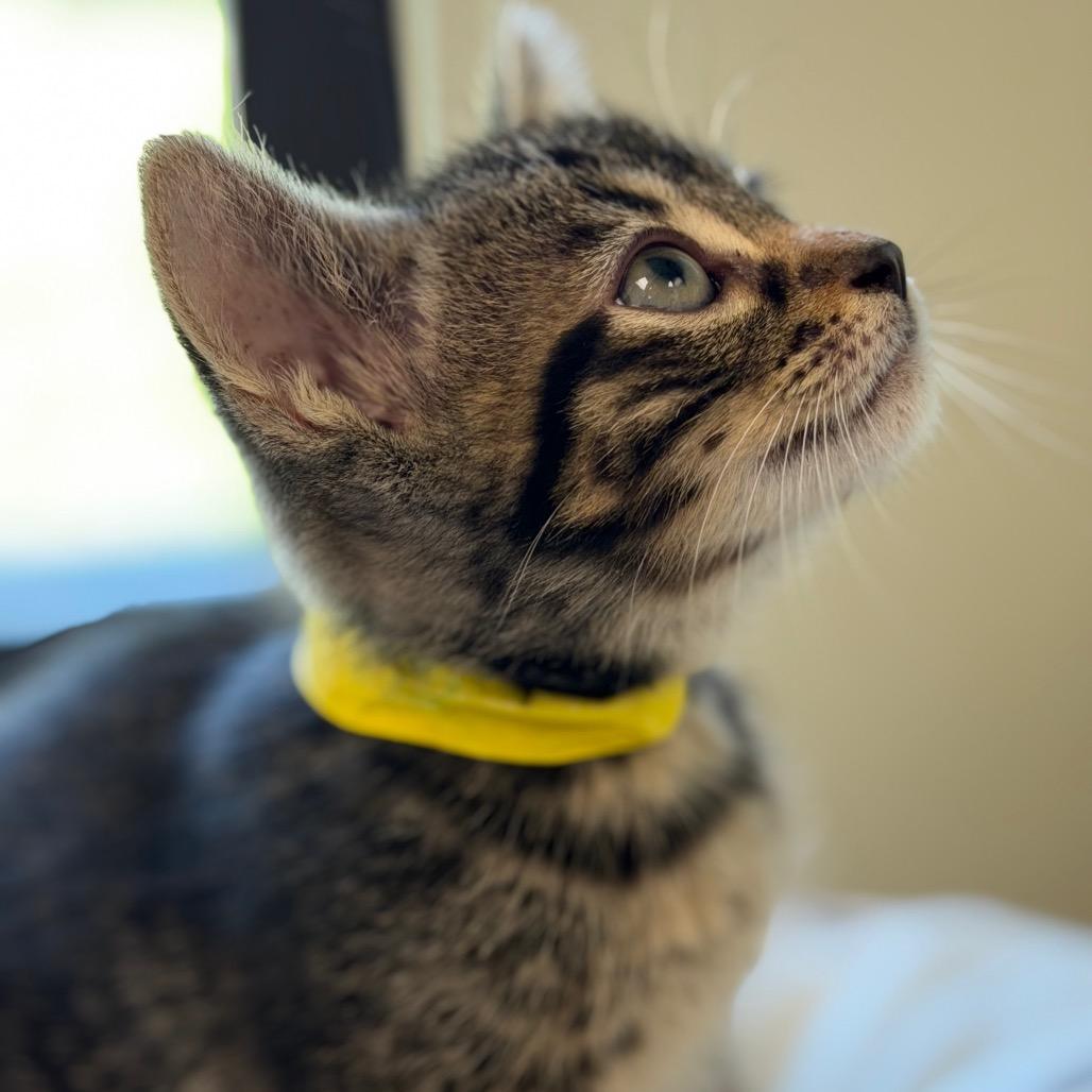 Tide, ADOPTABLE, Kitten Male Domestic Short Hair.