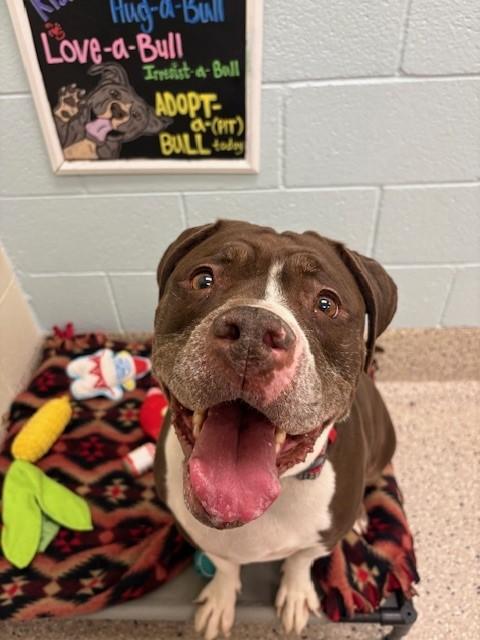 XENA, Adoptable, Adult Female Pit Bull Terrier & Boxer.