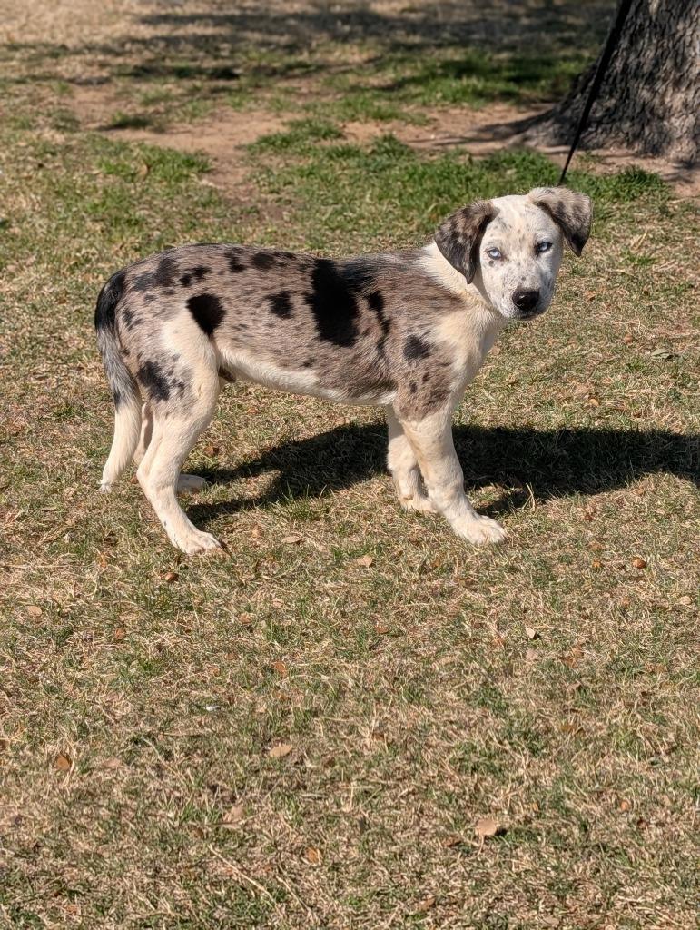 Clumpy, Adopted, Puppy Male Australian Cattle Dog / Blue Heeler.