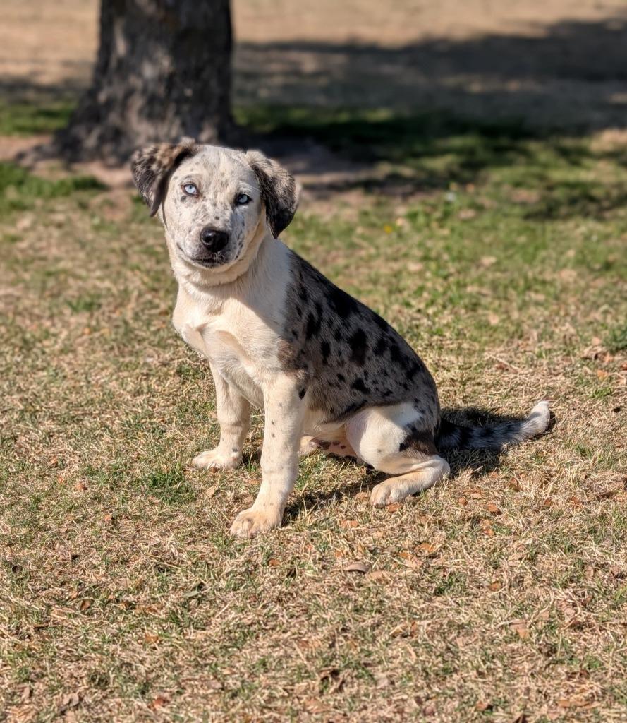 Enlarge Clumpy, a Adopted Australian Cattle Dog / Blue Heeler in Arlington, TX image 2/3