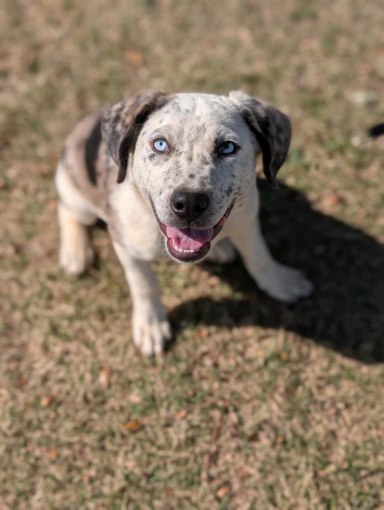 Enlarge Clumpy, a Adopted Australian Cattle Dog / Blue Heeler in Arlington, TX image 3/3