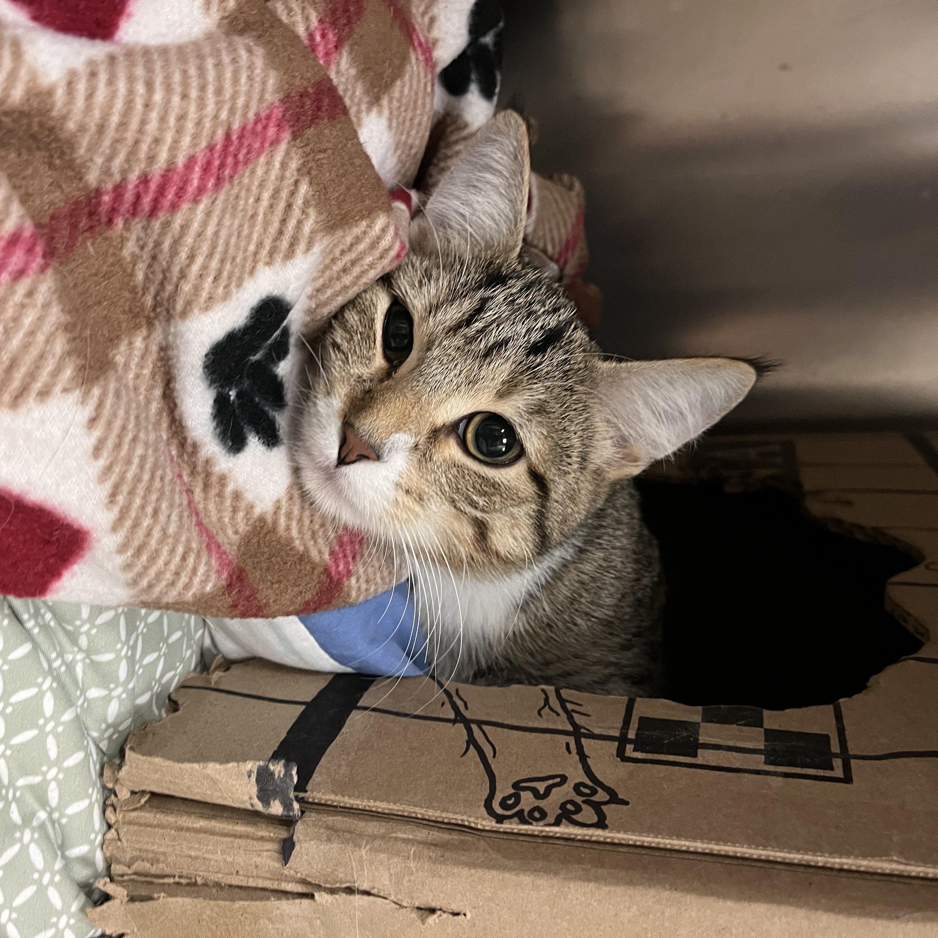 Tweety Bird, a Adopted Domestic Short Hair in Minneapolis, MN image 2/3