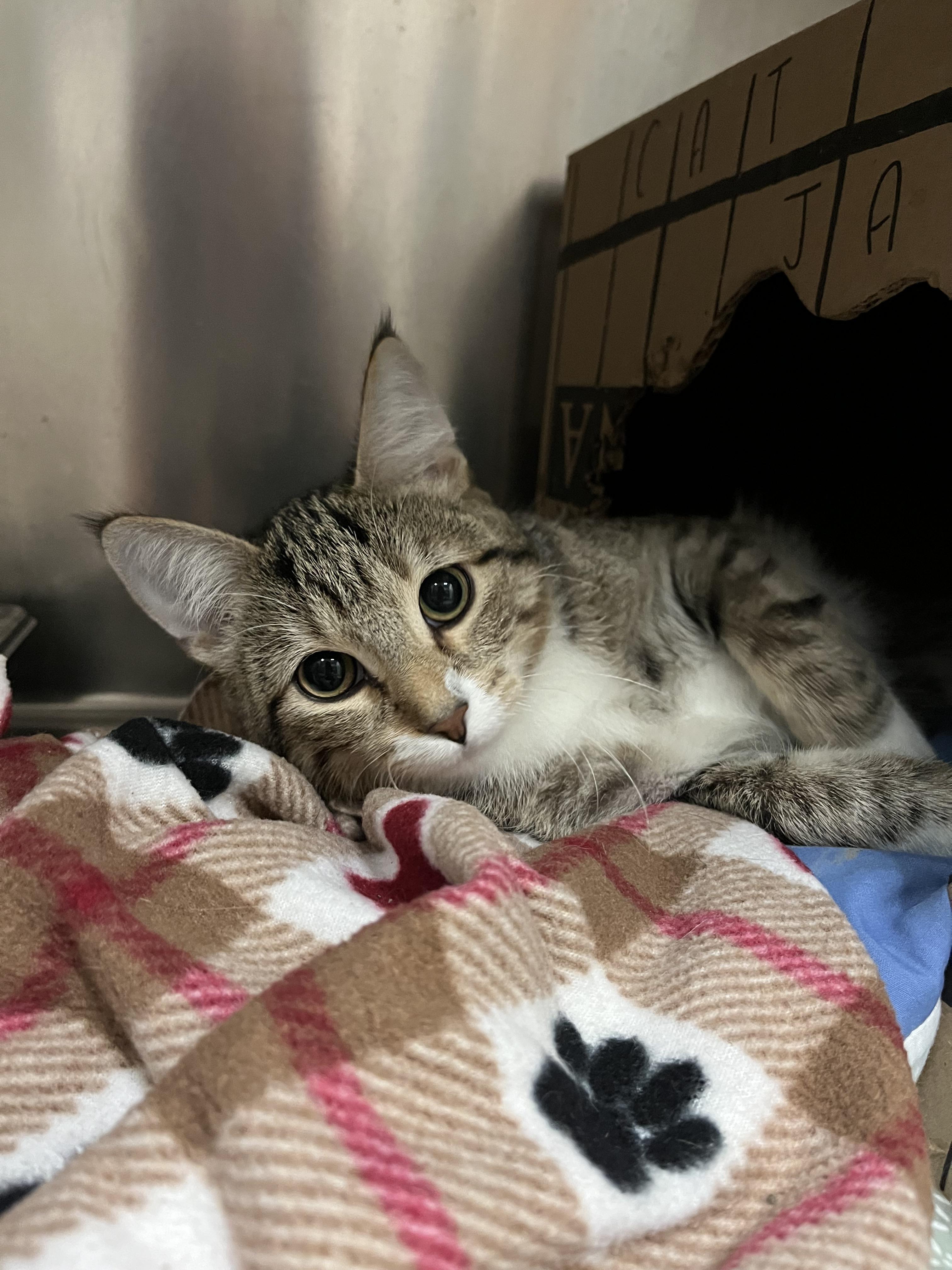 Tweety Bird, Adopted, Young Female Domestic Short Hair.