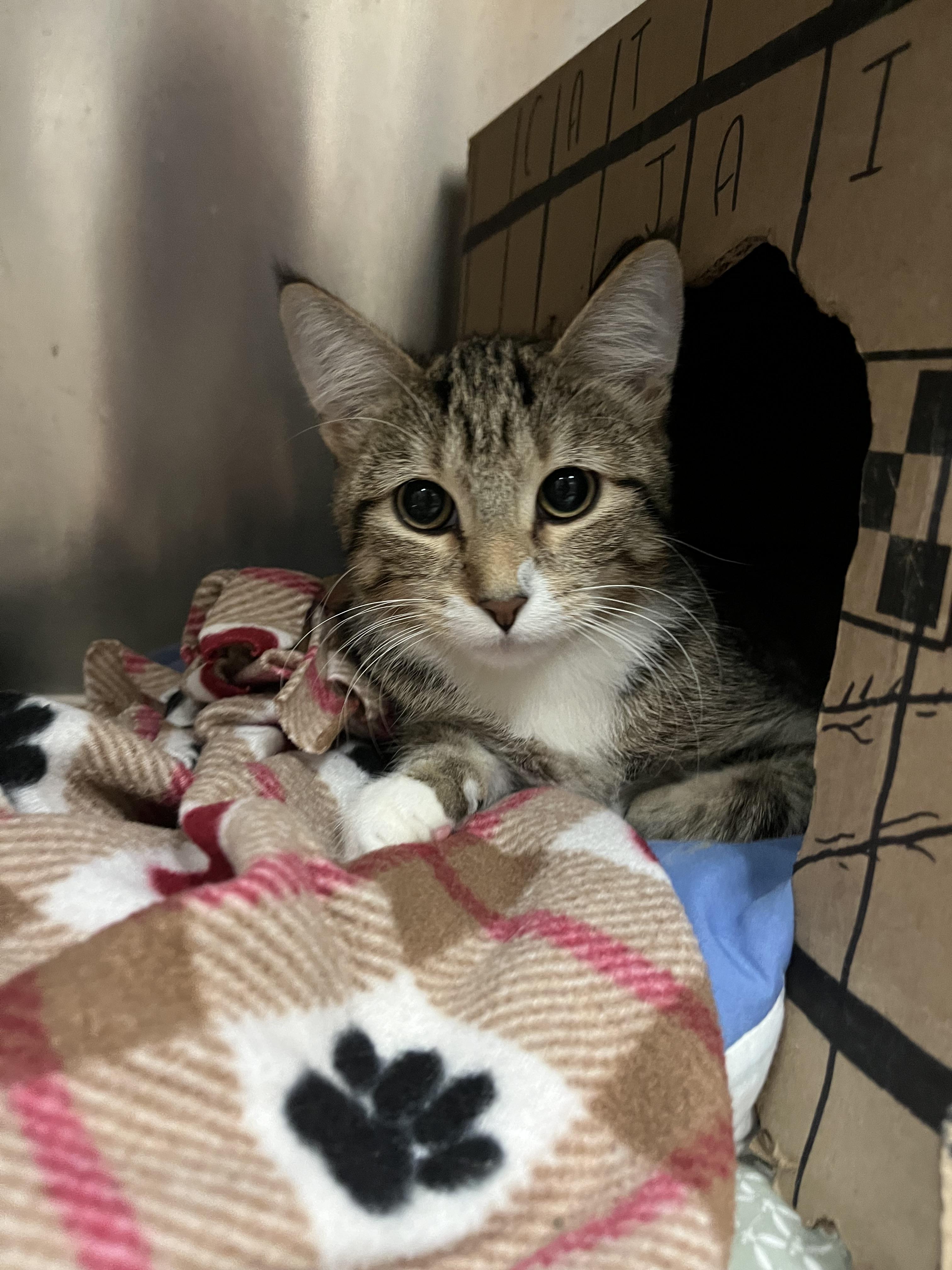Tweety Bird, a Adopted Domestic Short Hair in Minneapolis, MN image 3/3
