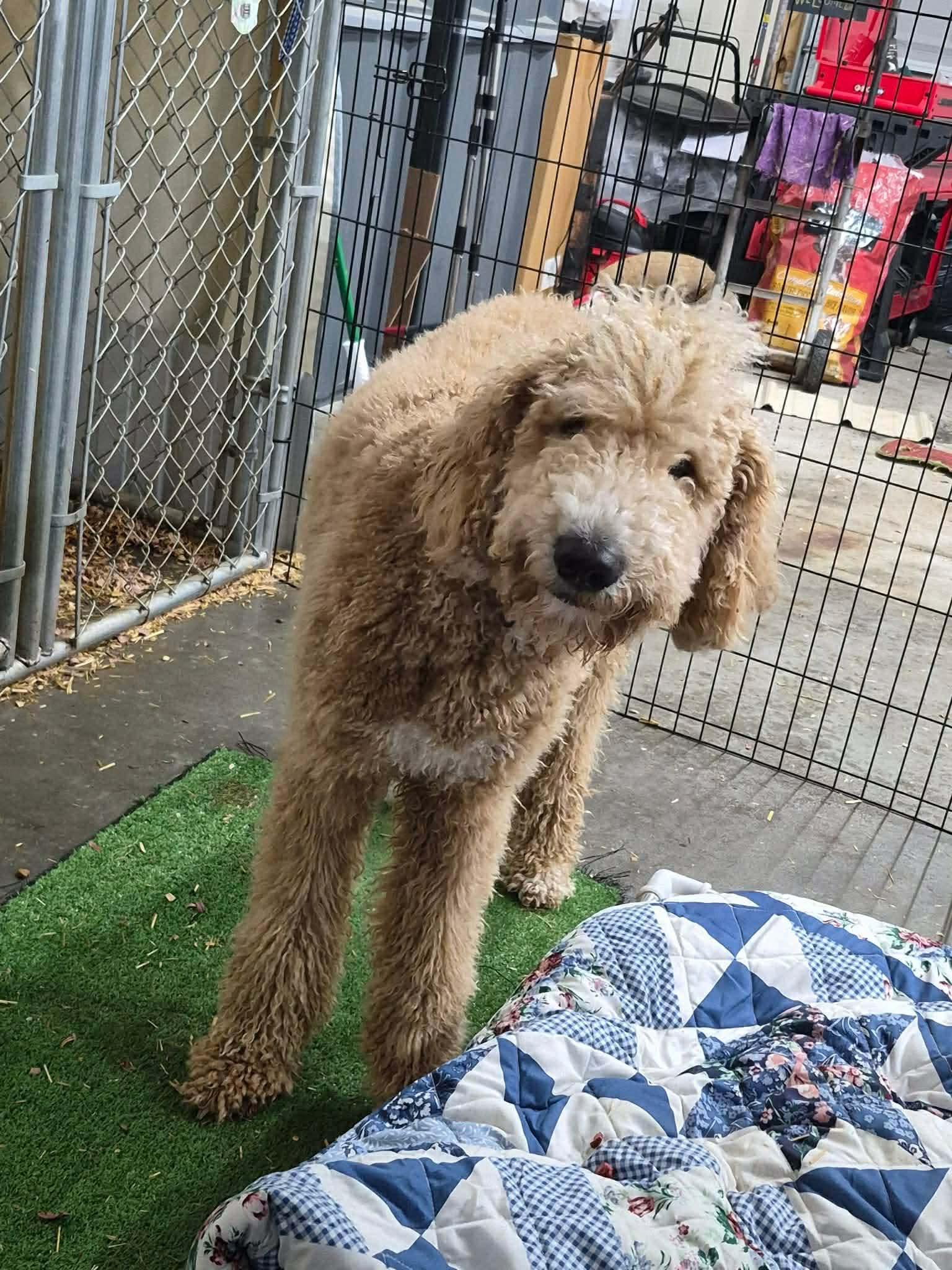 Enlarge Jackson, a ADOPTABLE mixed breed in Westwood, NJ image 6/6