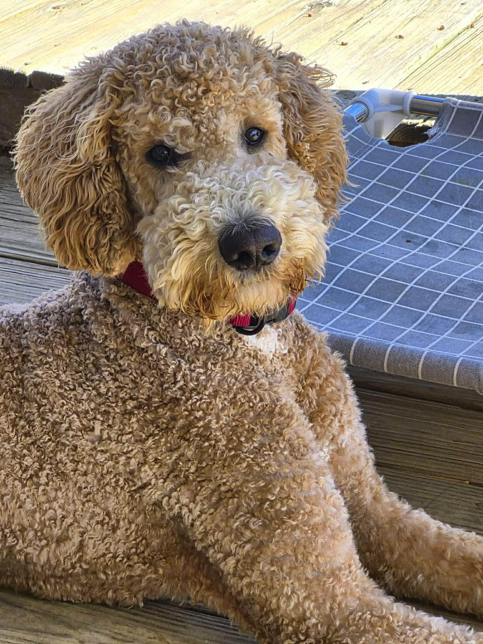 Enlarge Jackson, a ADOPTABLE mixed breed in Westwood, NJ image 3/6