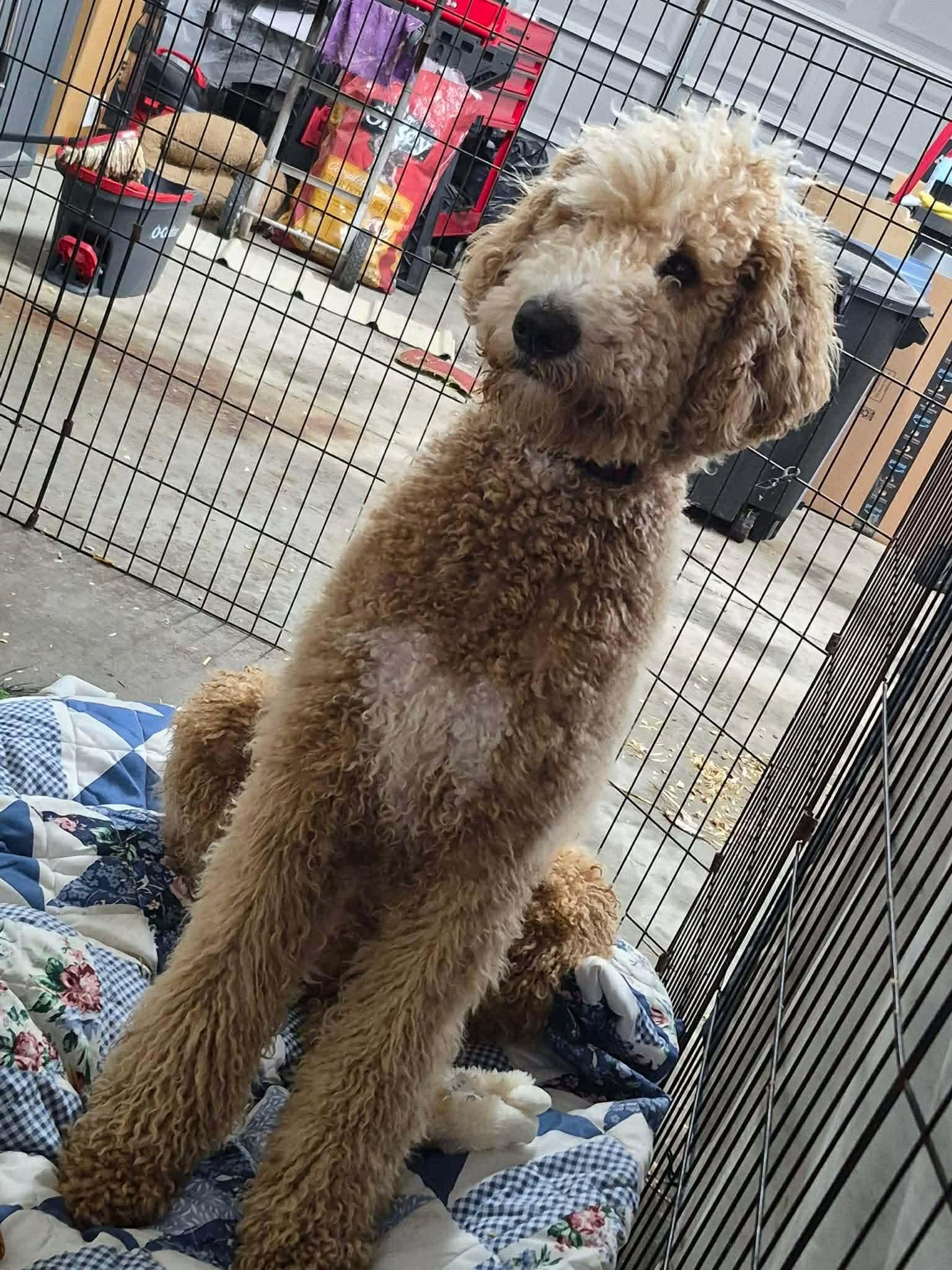 Enlarge Jackson, a ADOPTABLE mixed breed in Westwood, NJ image 5/6