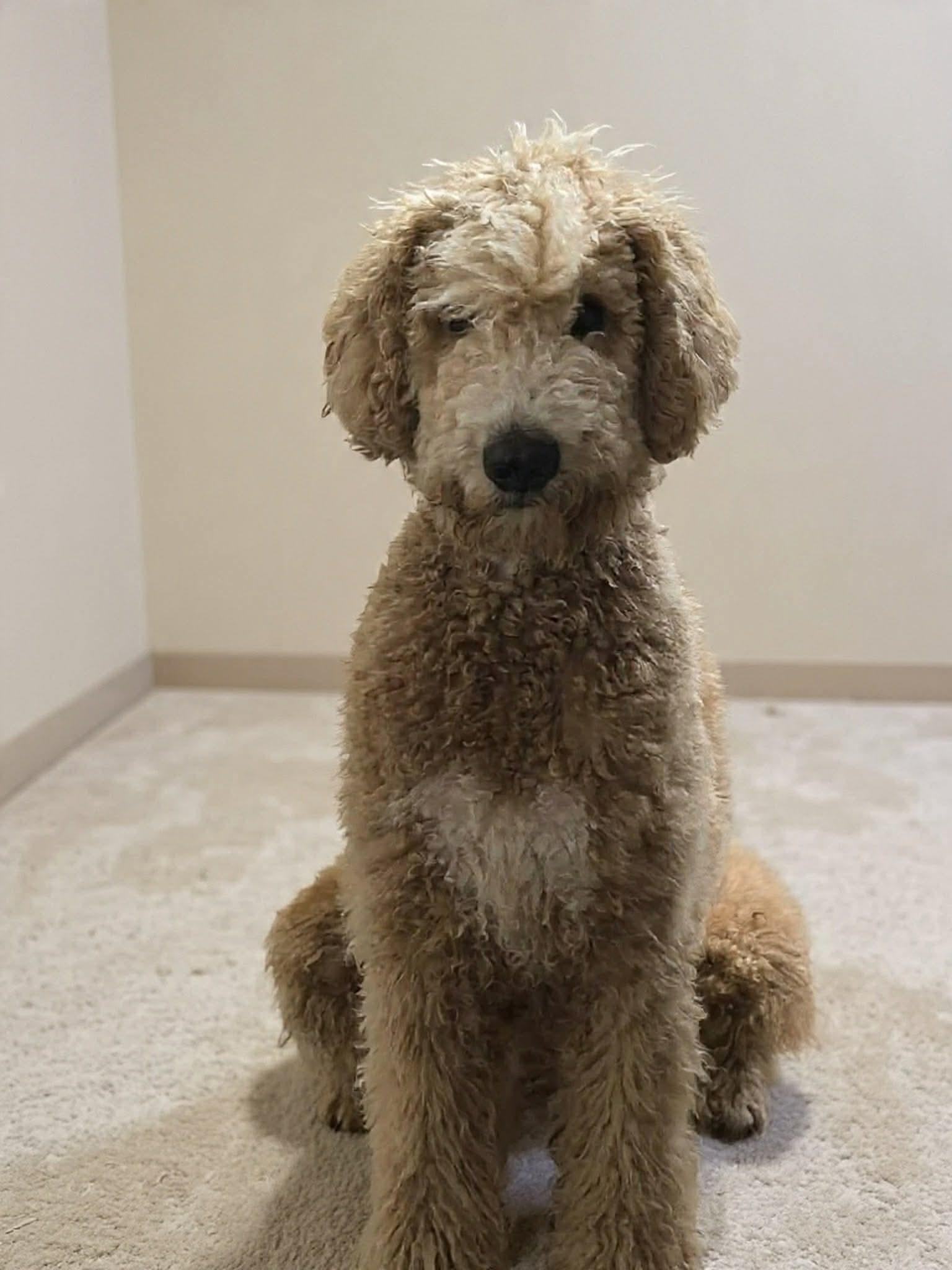 Enlarge Jackson, a ADOPTABLE mixed breed in Westwood, NJ image 4/6