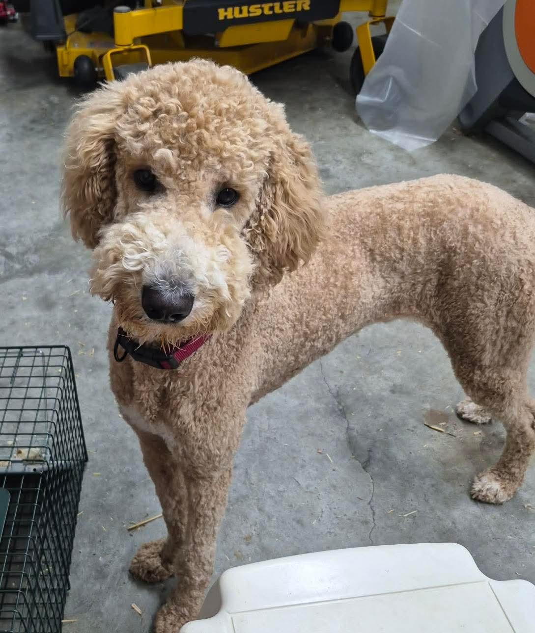Jackson, ADOPTABLE, Young Male Poodle.