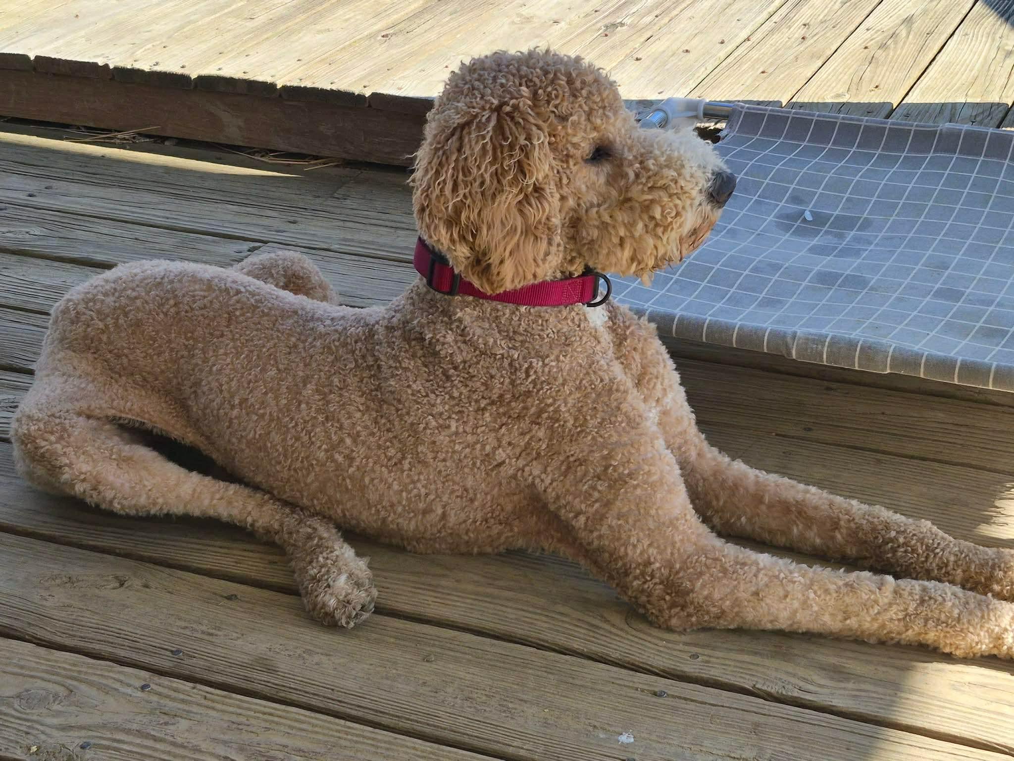 Enlarge Jackson, a ADOPTABLE mixed breed in Westwood, NJ image 2/6