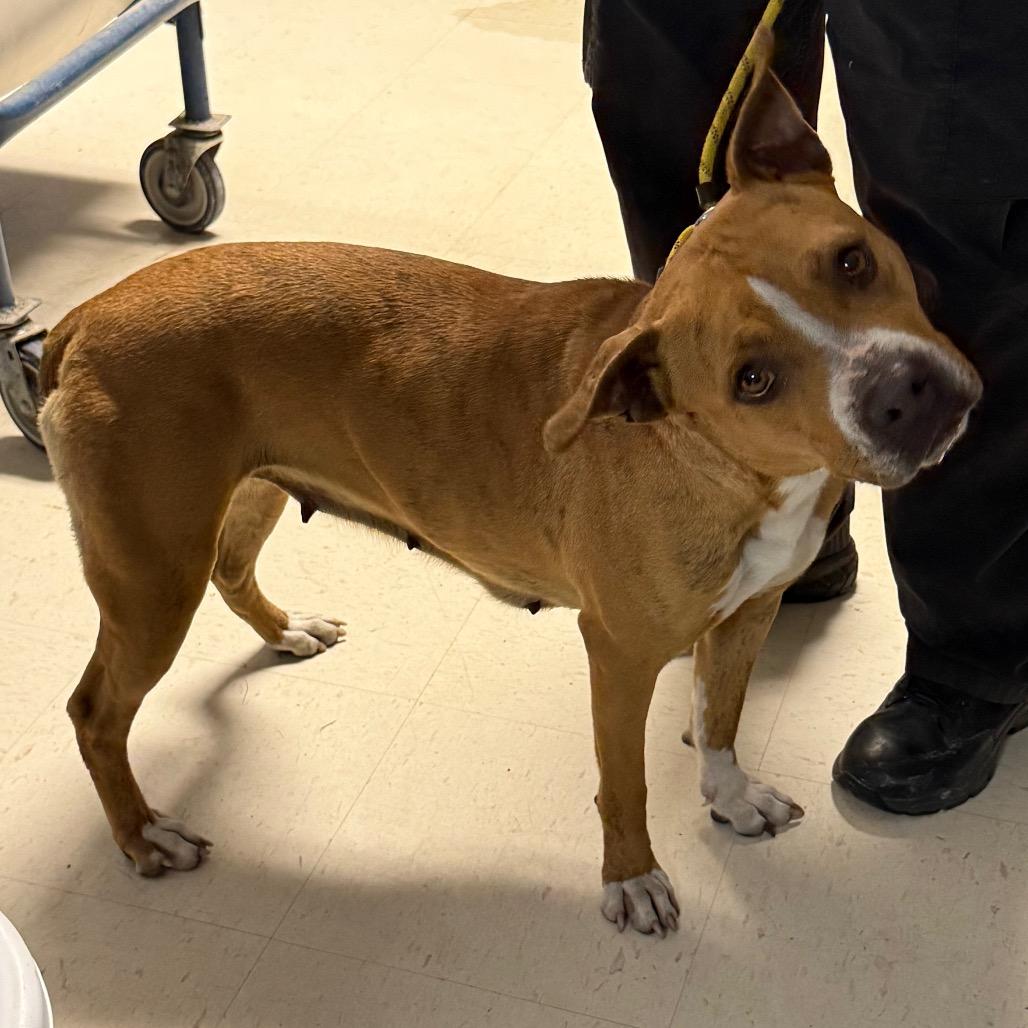 Daphne D46411, a Adoptable mixed breed in Corsicana, TX image 2/2